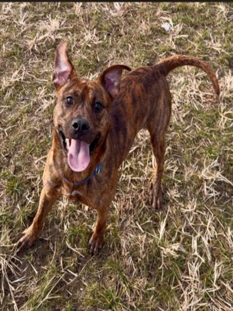 Enlarge TIGGER, a Adoptable mixed breed in Toledo, OH image 1/1