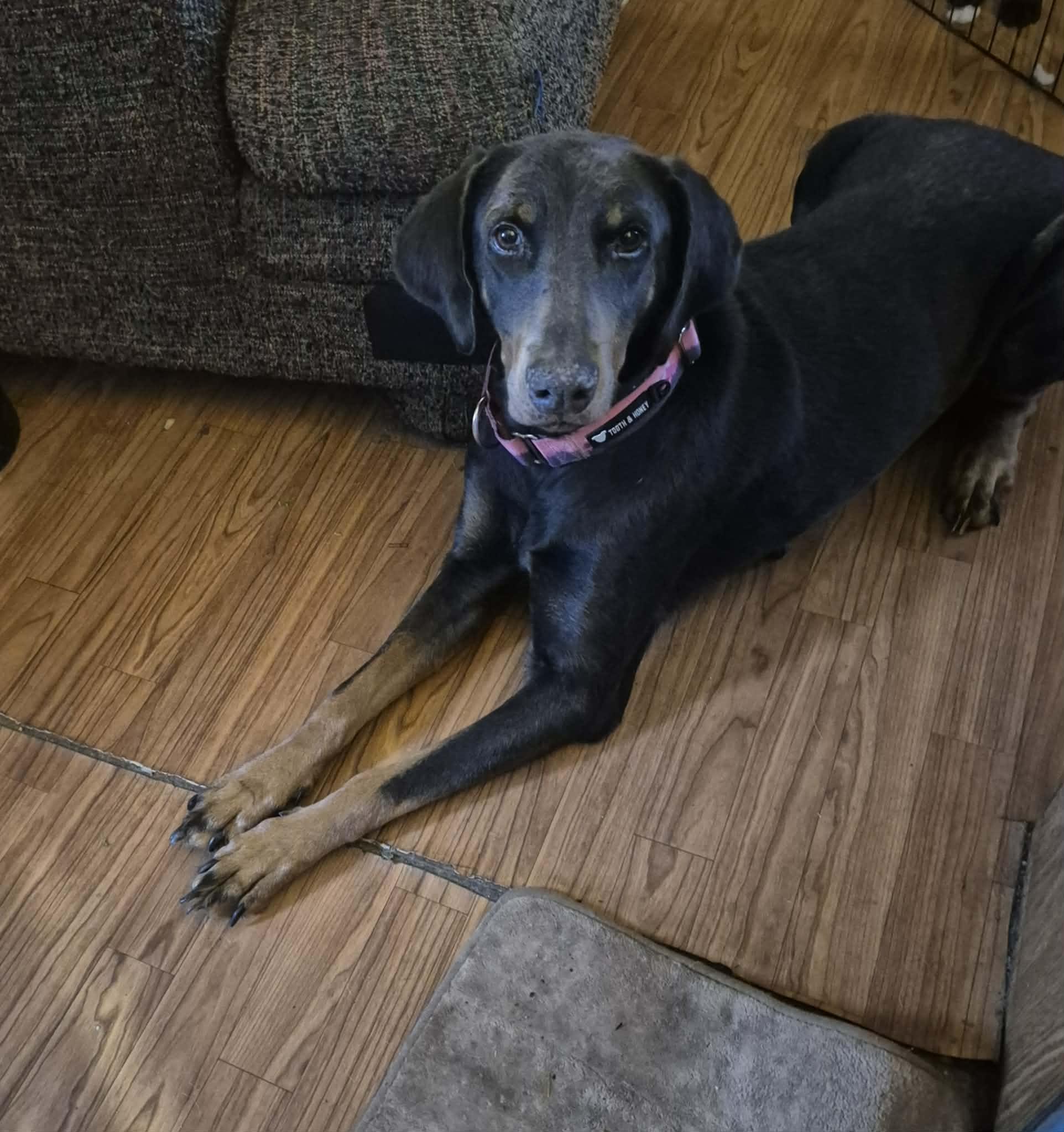 Enlarge Jolene aka Josie, a ADOPTABLE Doberman Pinscher in Byron, IL image 2/4