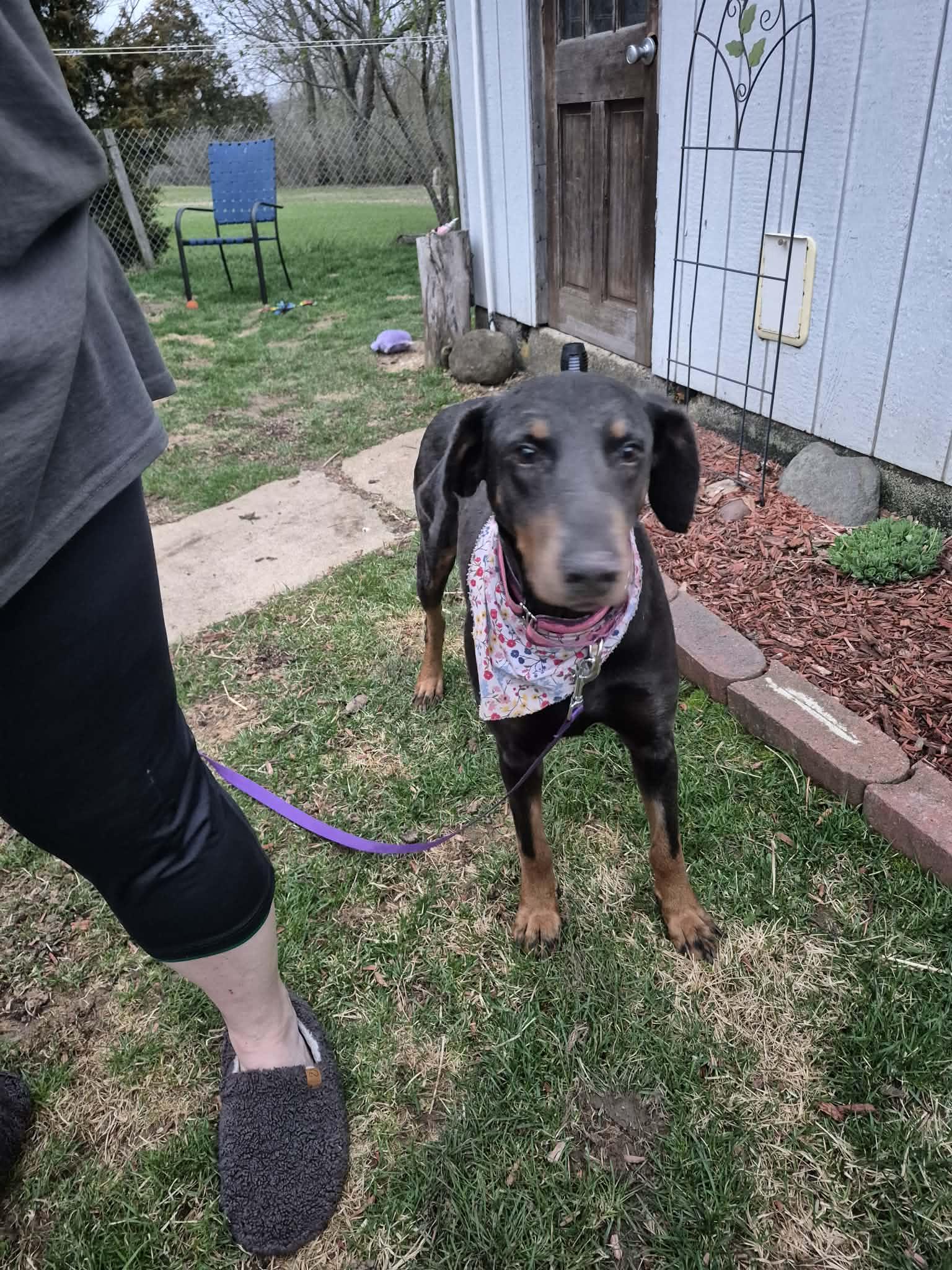 Enlarge Jolene aka Josie, a ADOPTABLE Doberman Pinscher in Byron, IL image 3/4