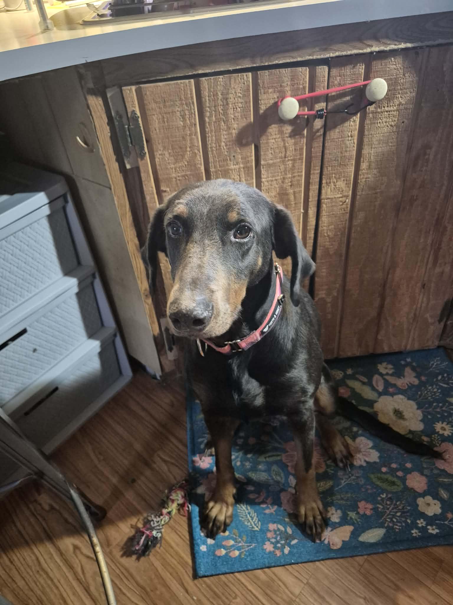 Enlarge Jolene aka Josie, a ADOPTABLE Doberman Pinscher in Byron, IL image 4/4