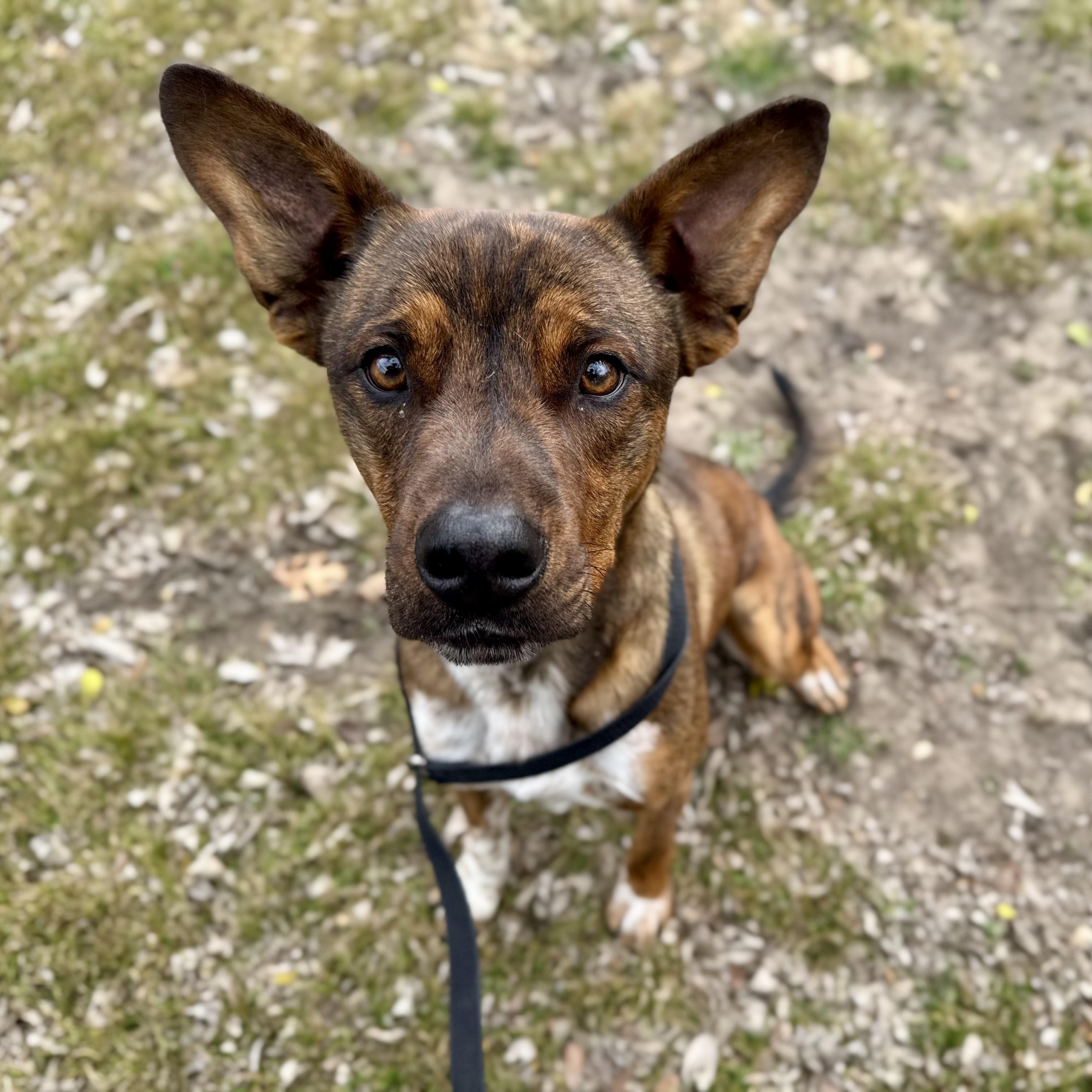 Enlarge Joe, a ADOPTABLE mixed breed in Sherman, TX image 4/6