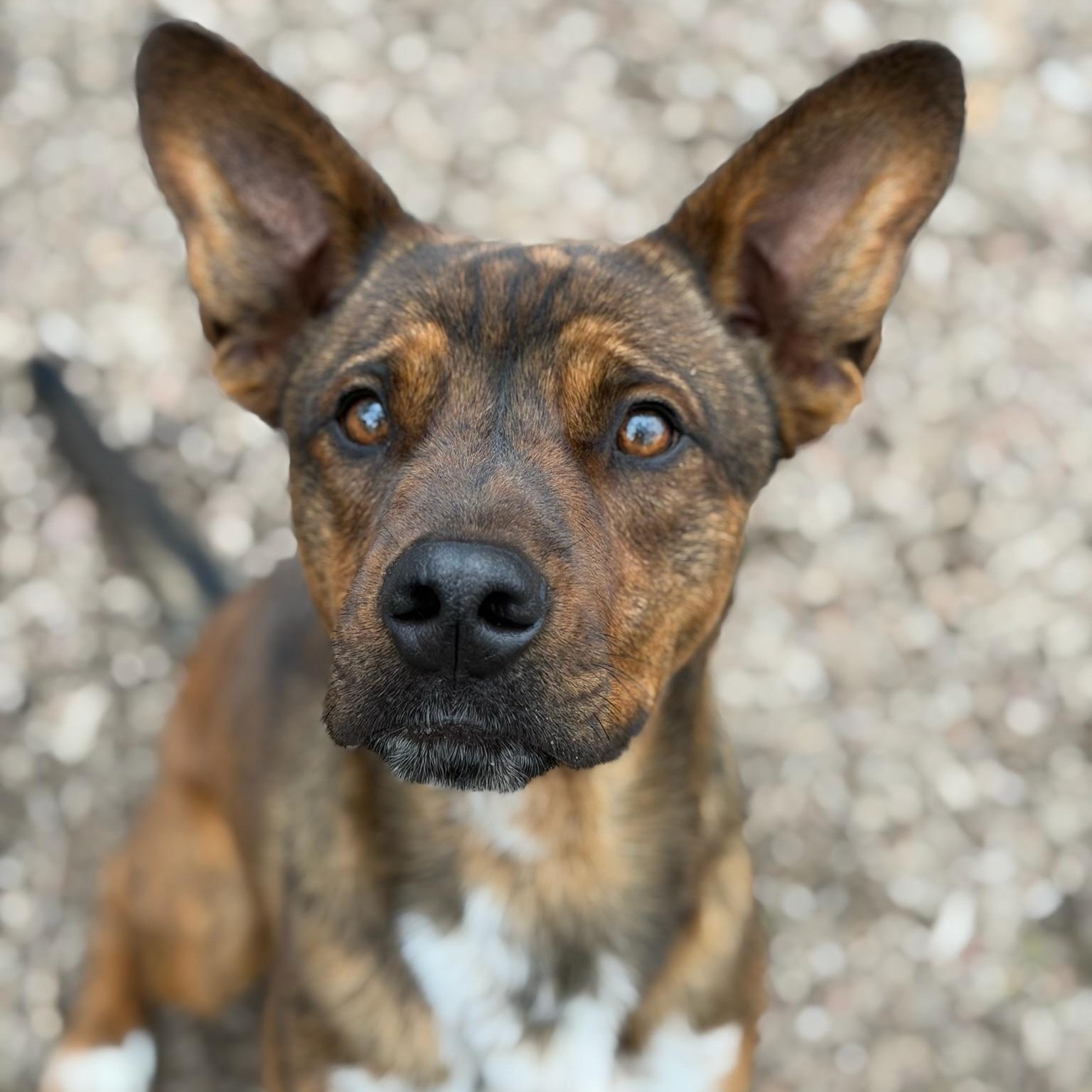 Enlarge Joe, a ADOPTABLE mixed breed in Sherman, TX image 2/6