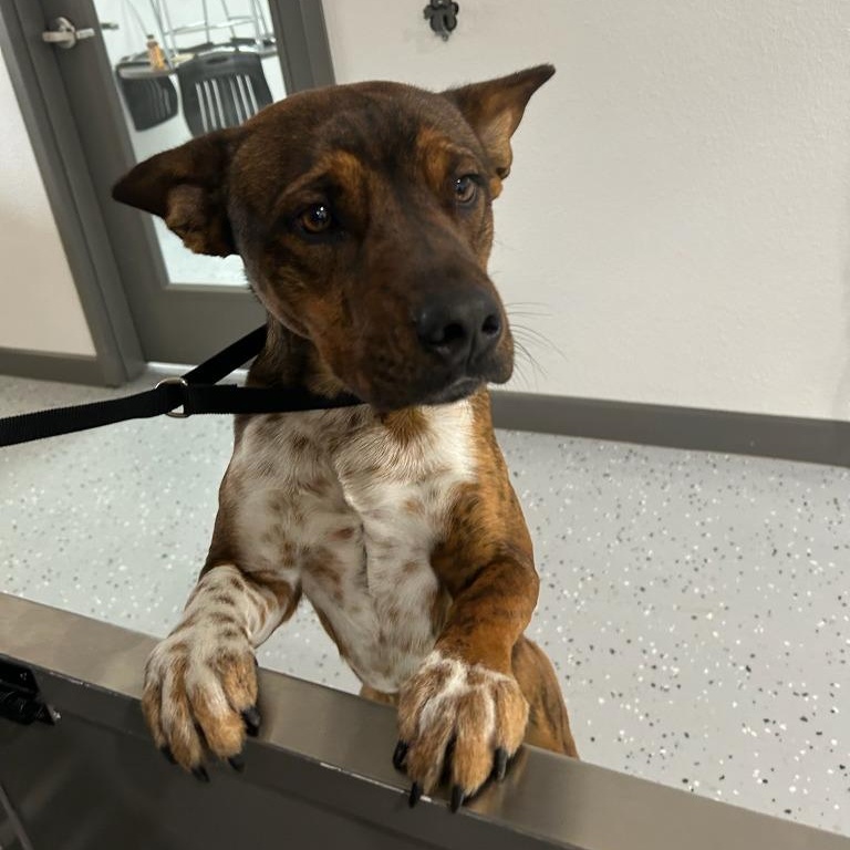 Enlarge Joe, a ADOPTABLE mixed breed in Sherman, TX image 6/6