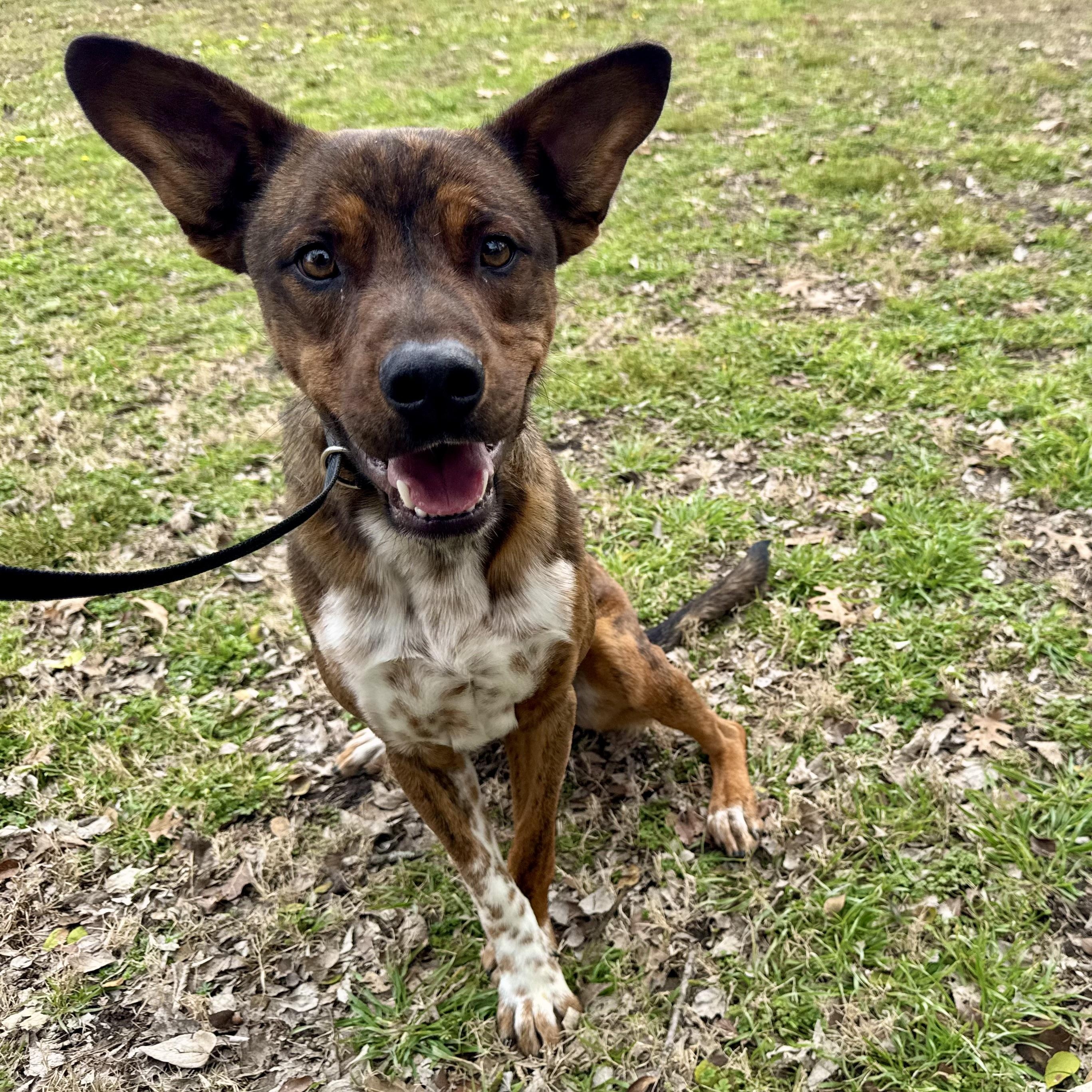 Enlarge Joe, a ADOPTABLE mixed breed in Sherman, TX image 1/6
