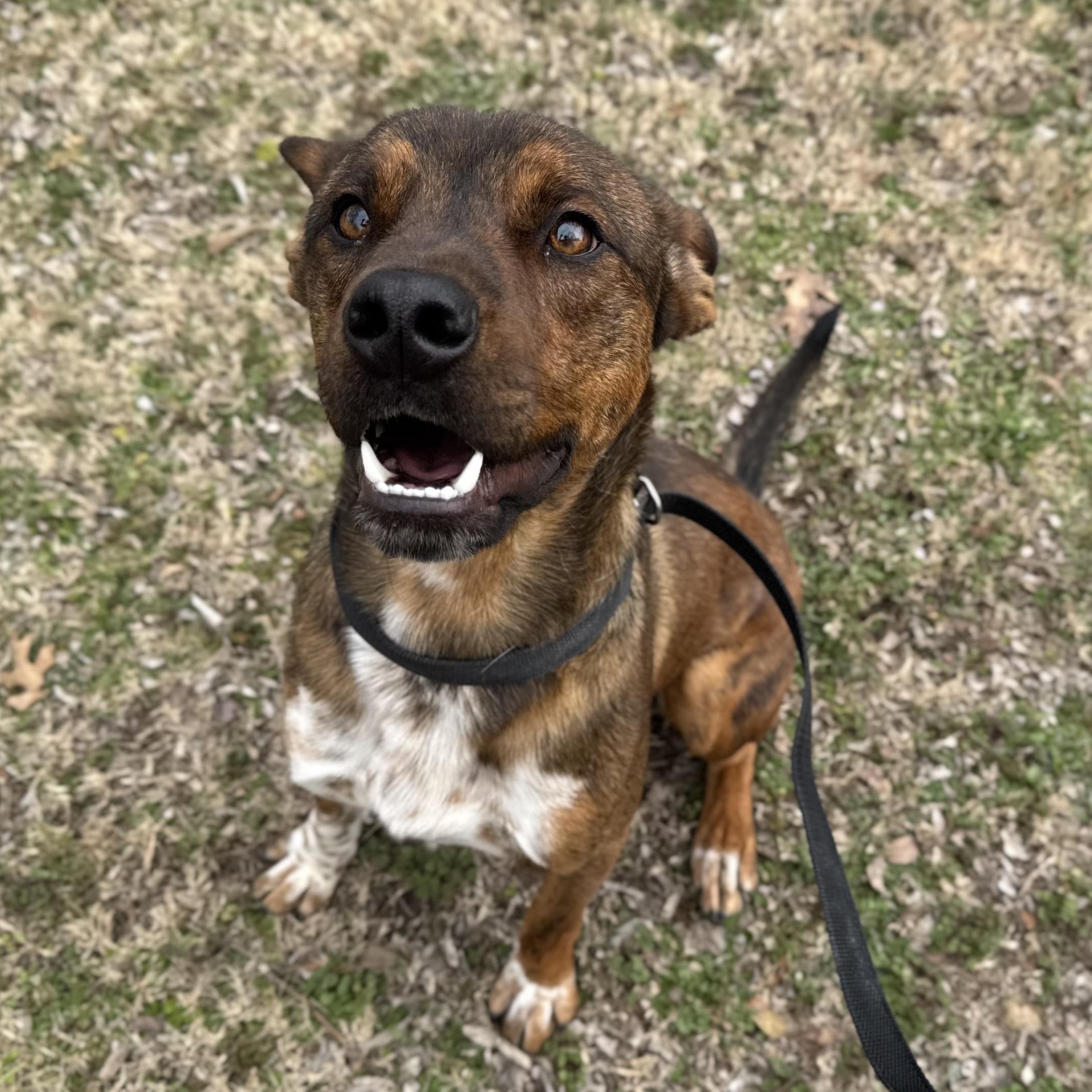 Enlarge Joe, a ADOPTABLE mixed breed in Sherman, TX image 3/6
