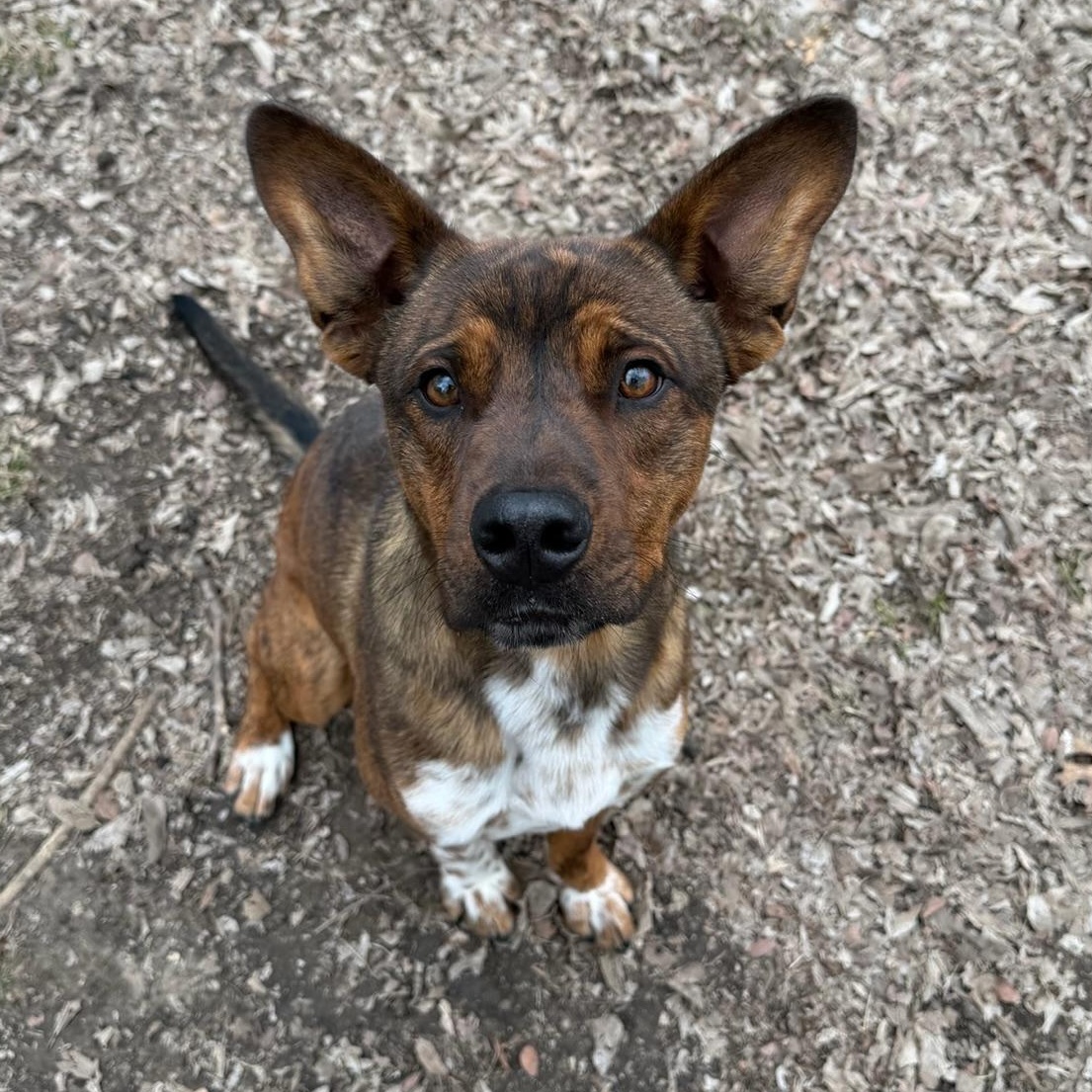 Enlarge Joe, a ADOPTABLE mixed breed in Sherman, TX image 5/6