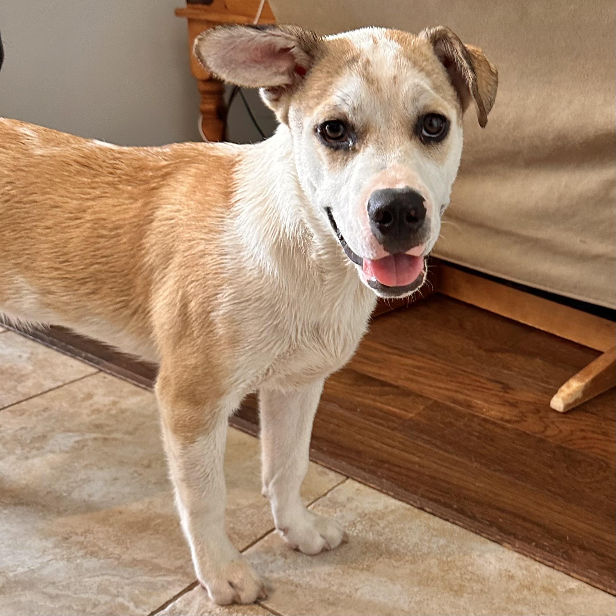 Enlarge Finn, an adoptable Mixed Breed in Hillsborough, NJ image 2/6