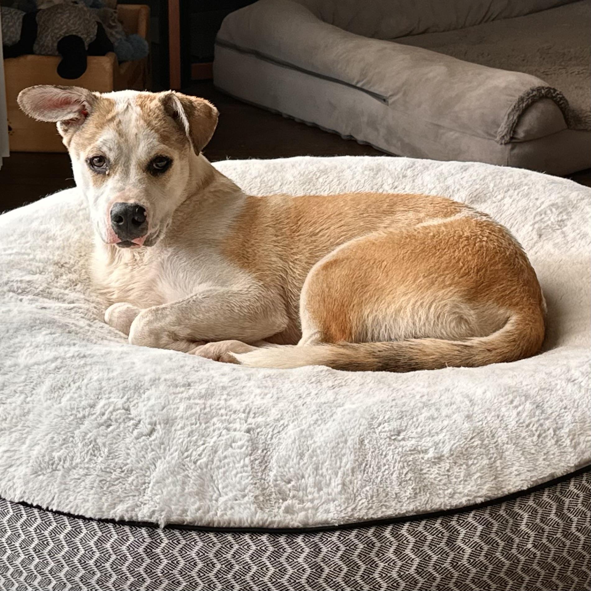 Enlarge Finn, an adoptable Mixed Breed in Hillsborough, NJ image 3/6