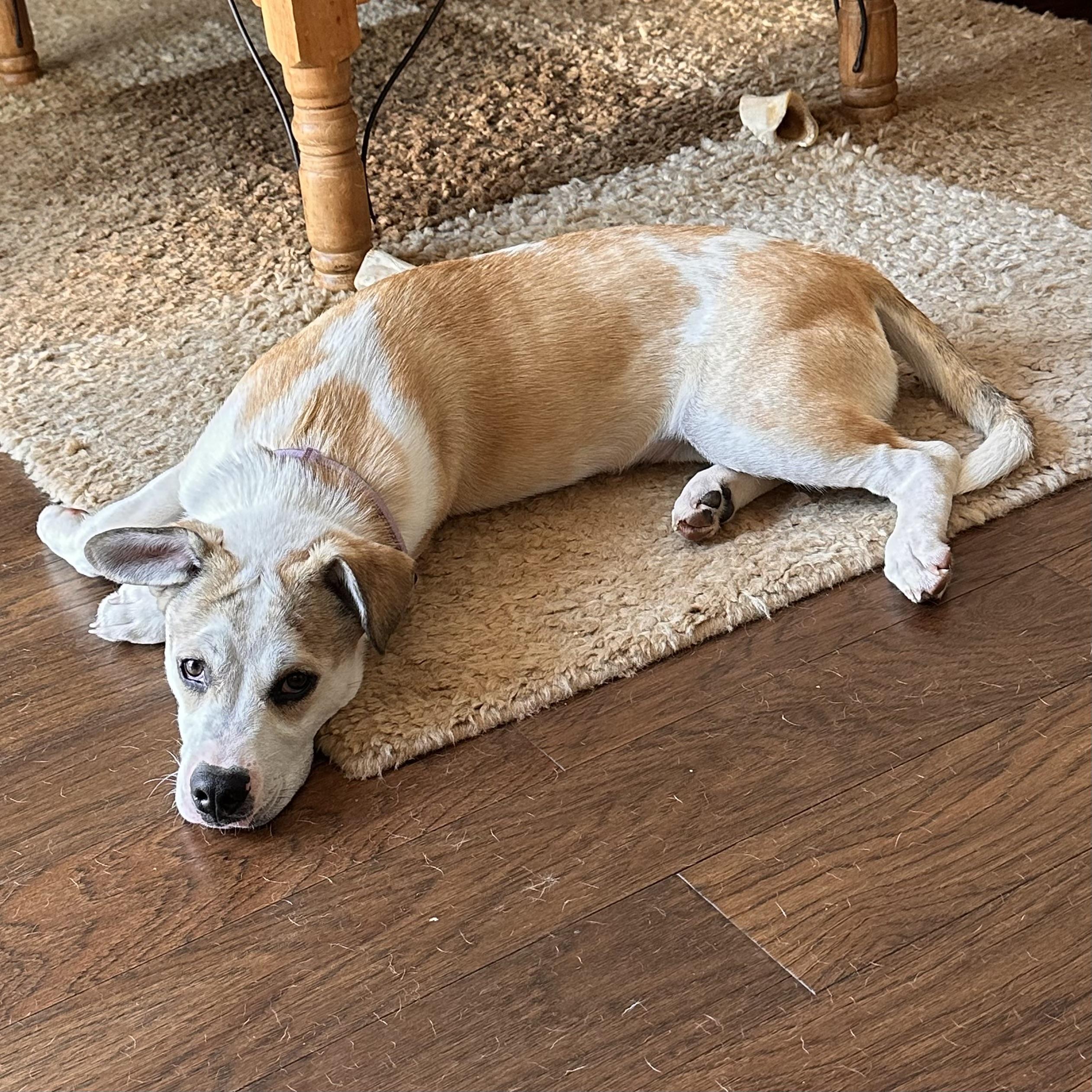 Enlarge Finn, an adoptable Mixed Breed in Hillsborough, NJ image 1/6