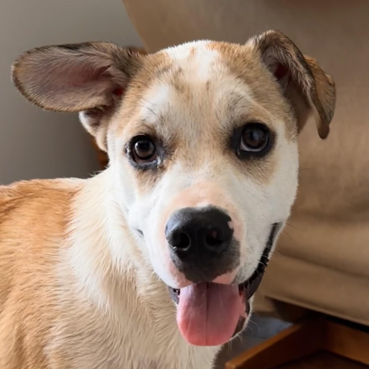 Enlarge Finn, an adoptable Mixed Breed in Hillsborough, NJ image 4/6