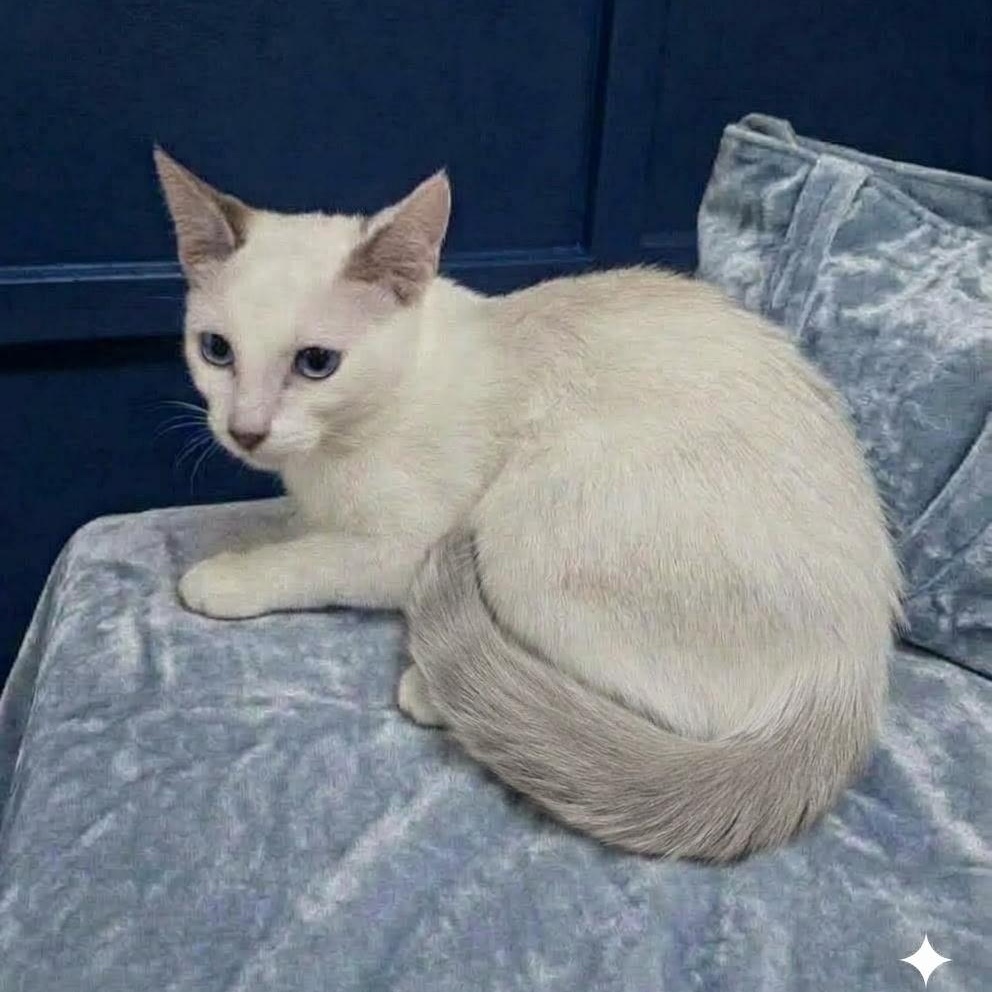 Sky Storm, Adopted, Kitten Female Siamese.