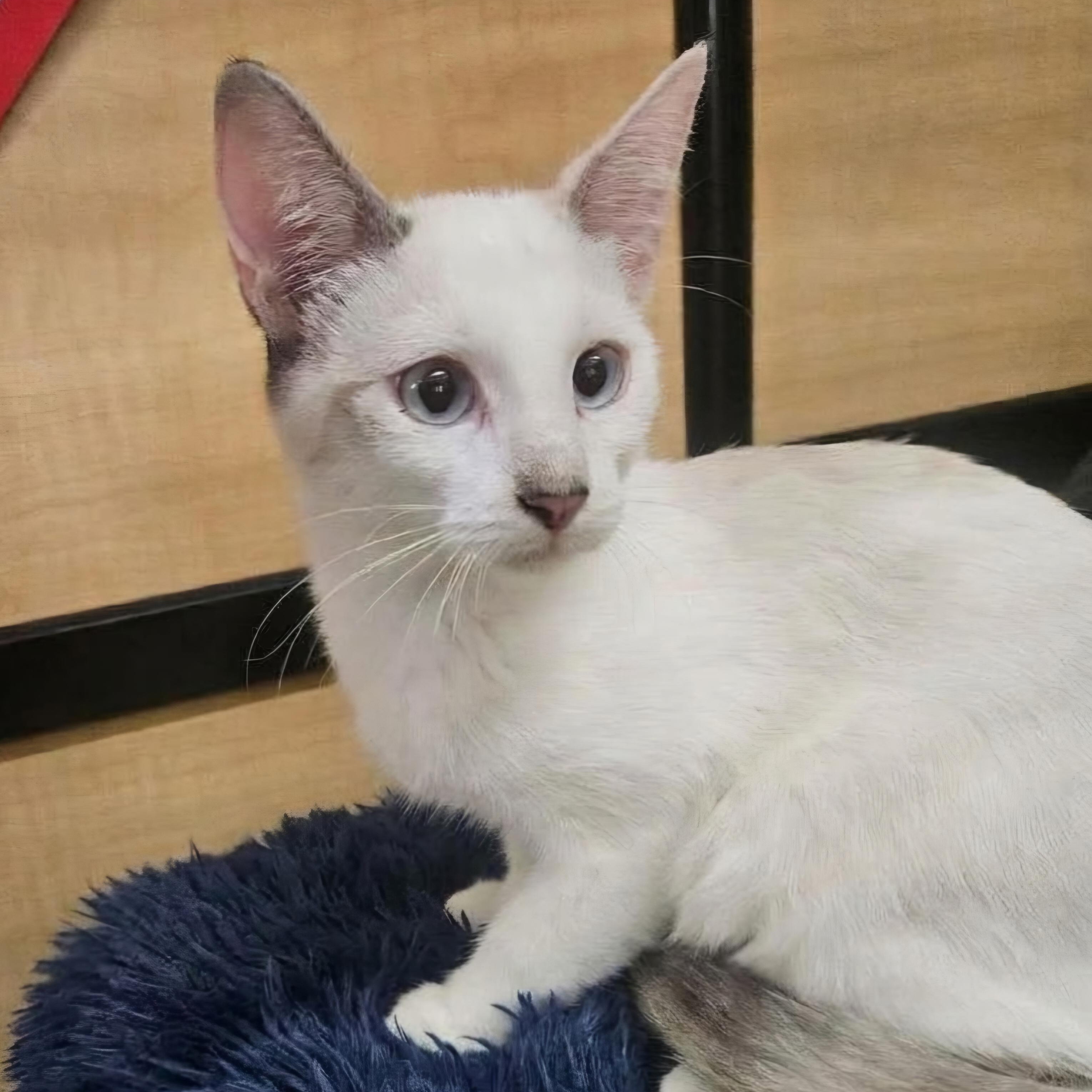 Enlarge Sky Storm, a Adopted Siamese in SCOTTSDALE, AZ image 3/3