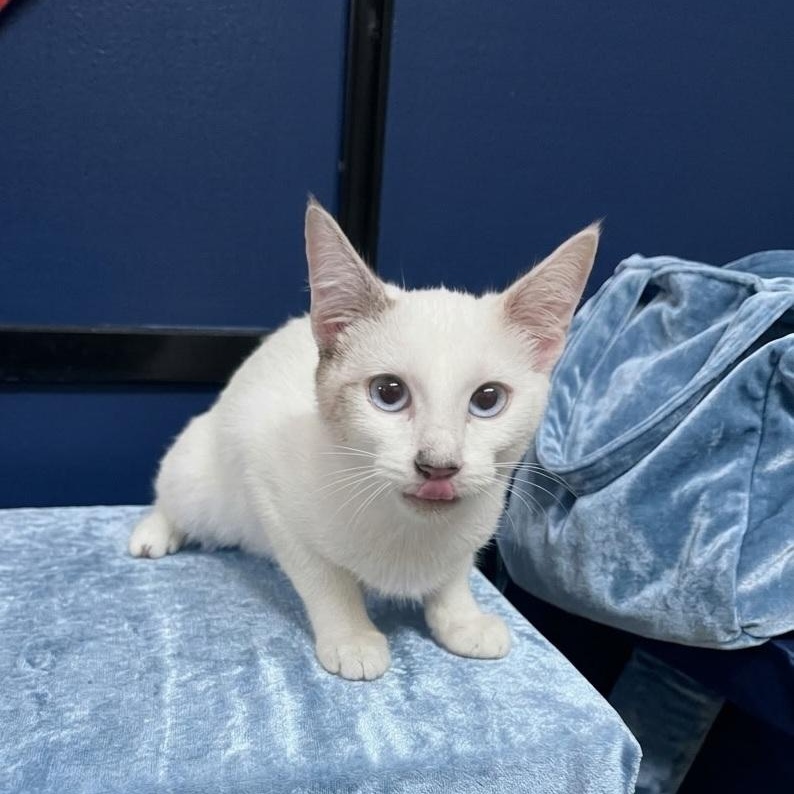 Enlarge Sky Storm, a Adopted Siamese in SCOTTSDALE, AZ image 2/3