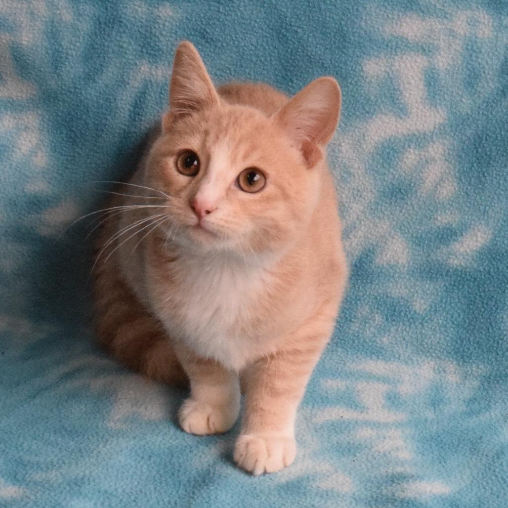 Enlarge Vash, a Adoptable Domestic Short Hair in Eureka, CA image 1/5