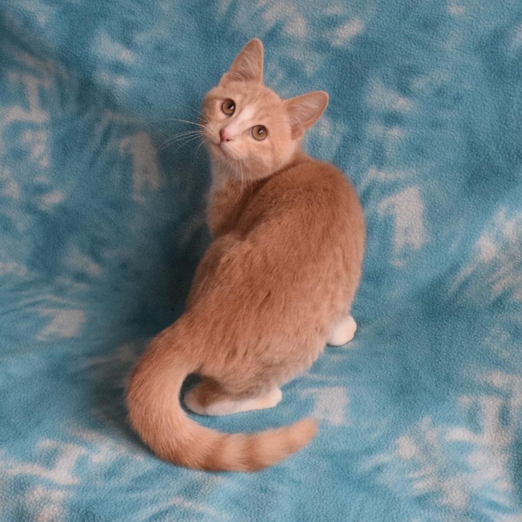 Enlarge Vash, a Adoptable Domestic Short Hair in Eureka, CA image 3/5