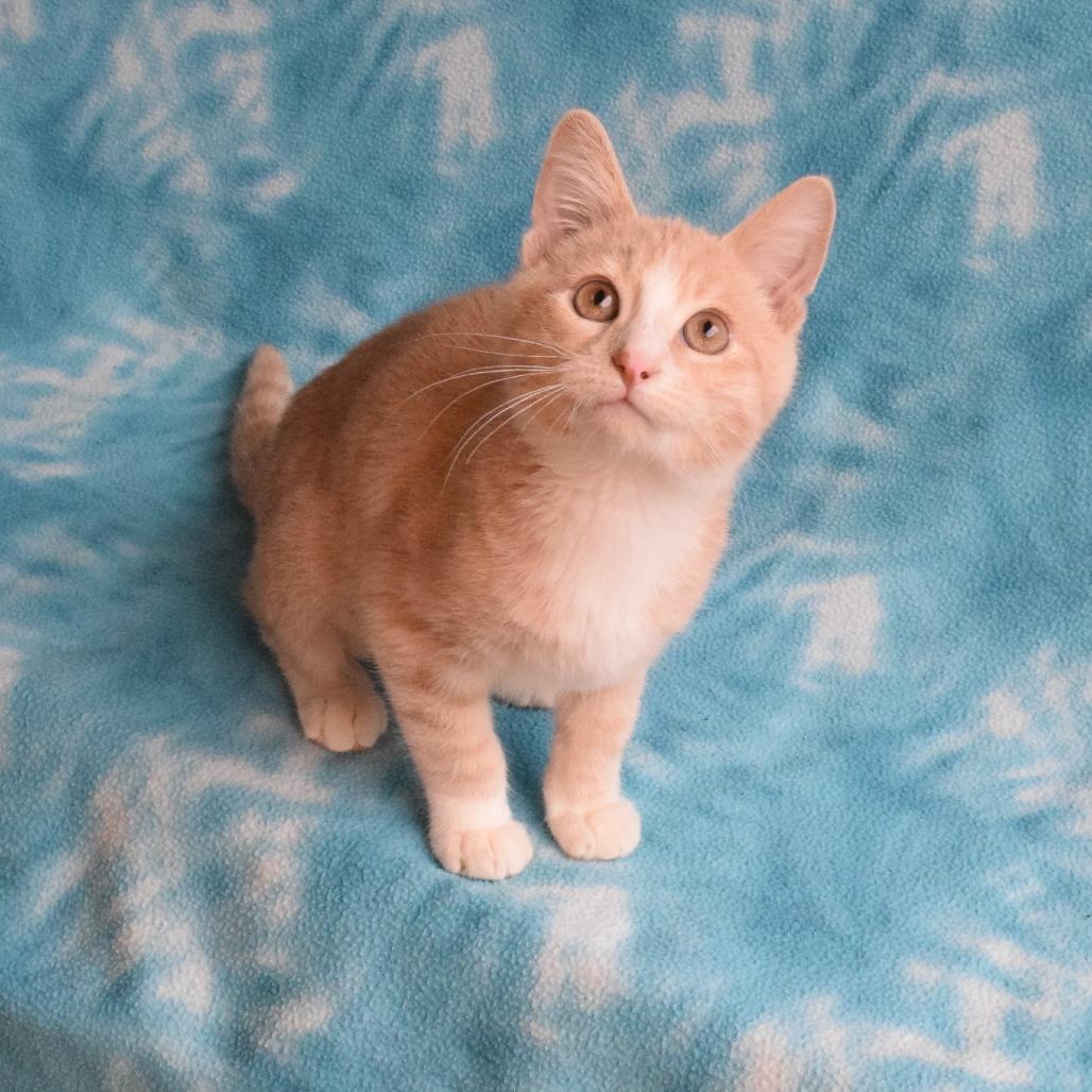 Enlarge Vash, a Adoptable Domestic Short Hair in Eureka, CA image 4/5