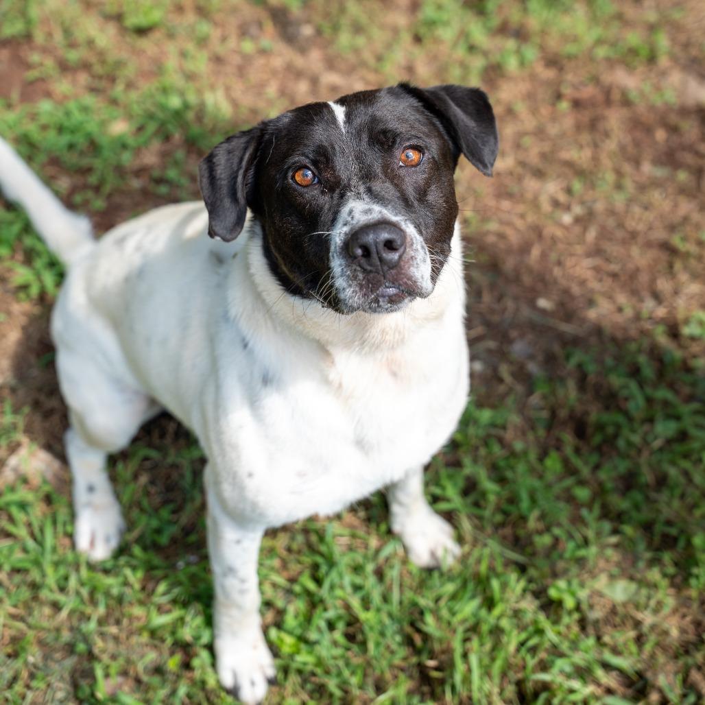Enlarge Titus, a Adoptable mixed breed in Gainesville, GA image 1/3