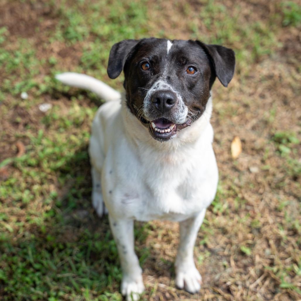 Enlarge Titus, a Adoptable mixed breed in Gainesville, GA image 2/3