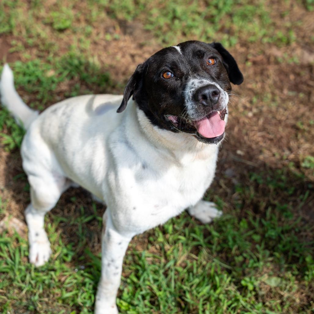 Enlarge Titus, a Adoptable mixed breed in Gainesville, GA image 3/3