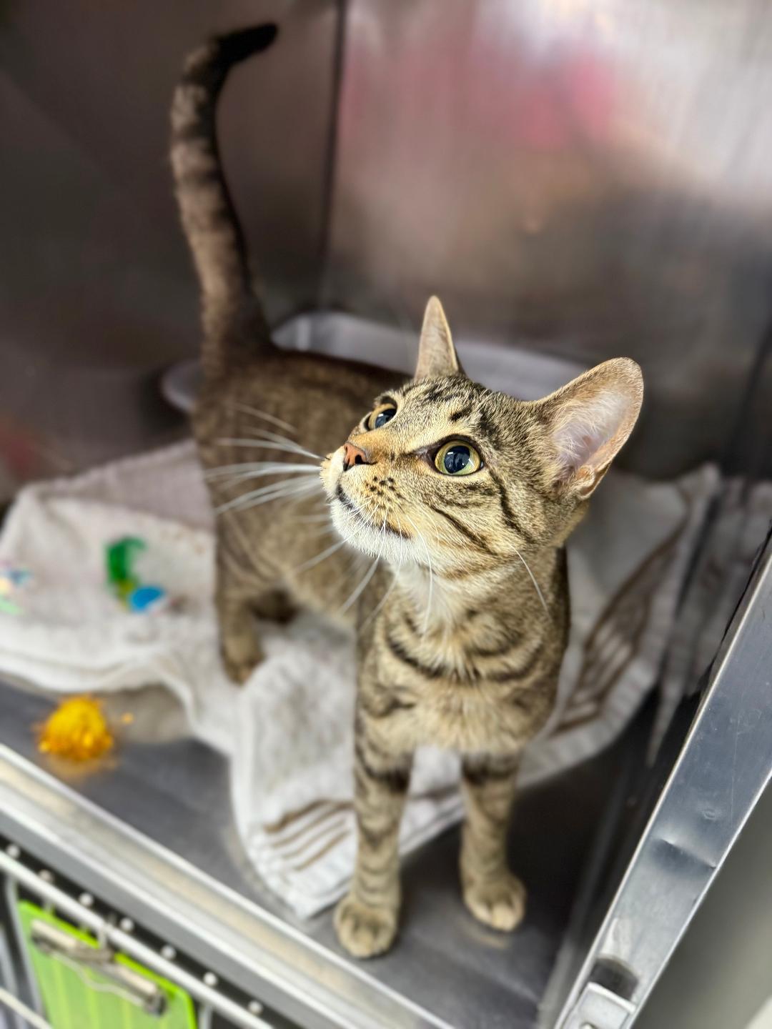 Paige, ADOPTABLE, Young Female Domestic Short Hair.