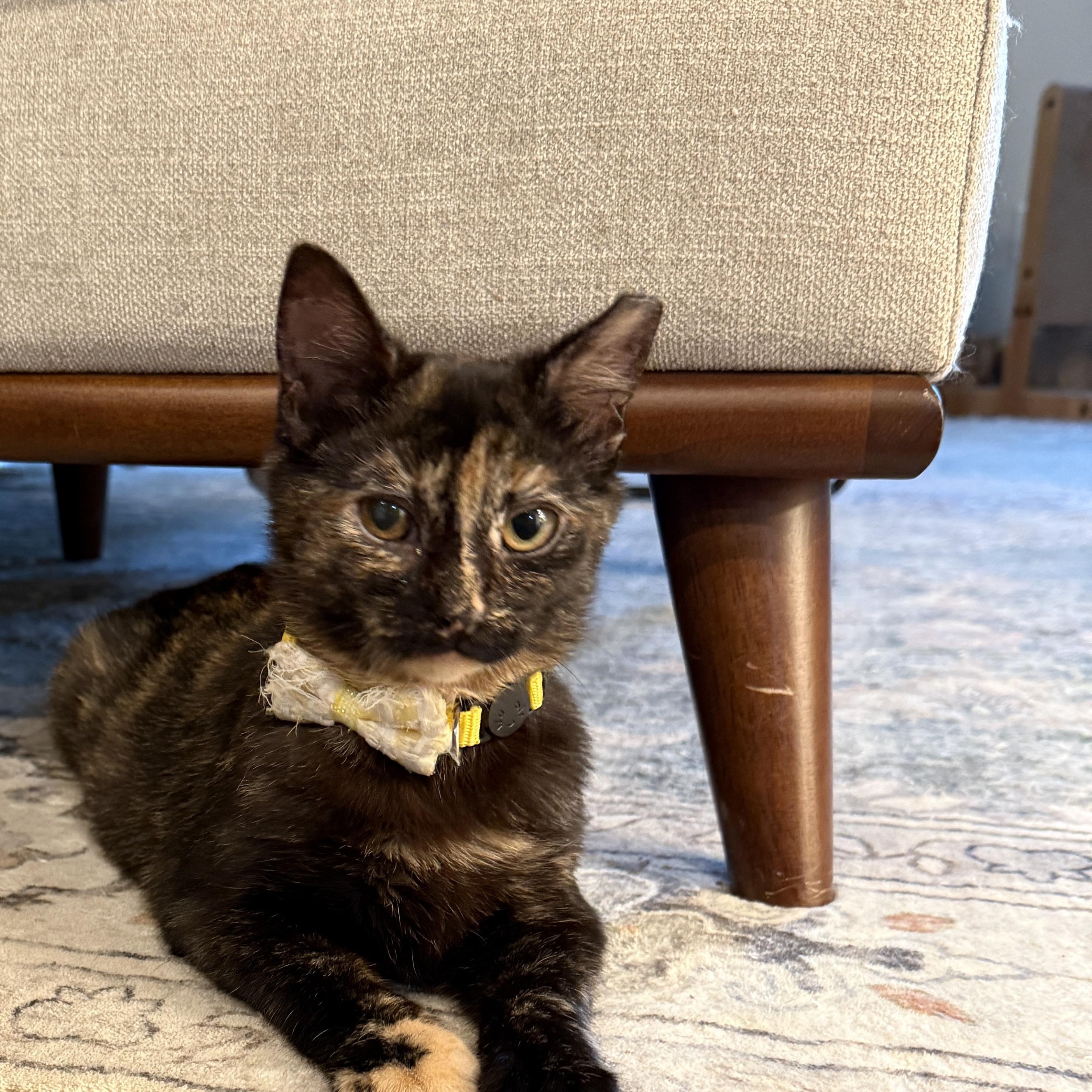 Enlarge Europa, a ADOPTABLE Domestic Short Hair in Fort Oglethorpe, GA image 1/5