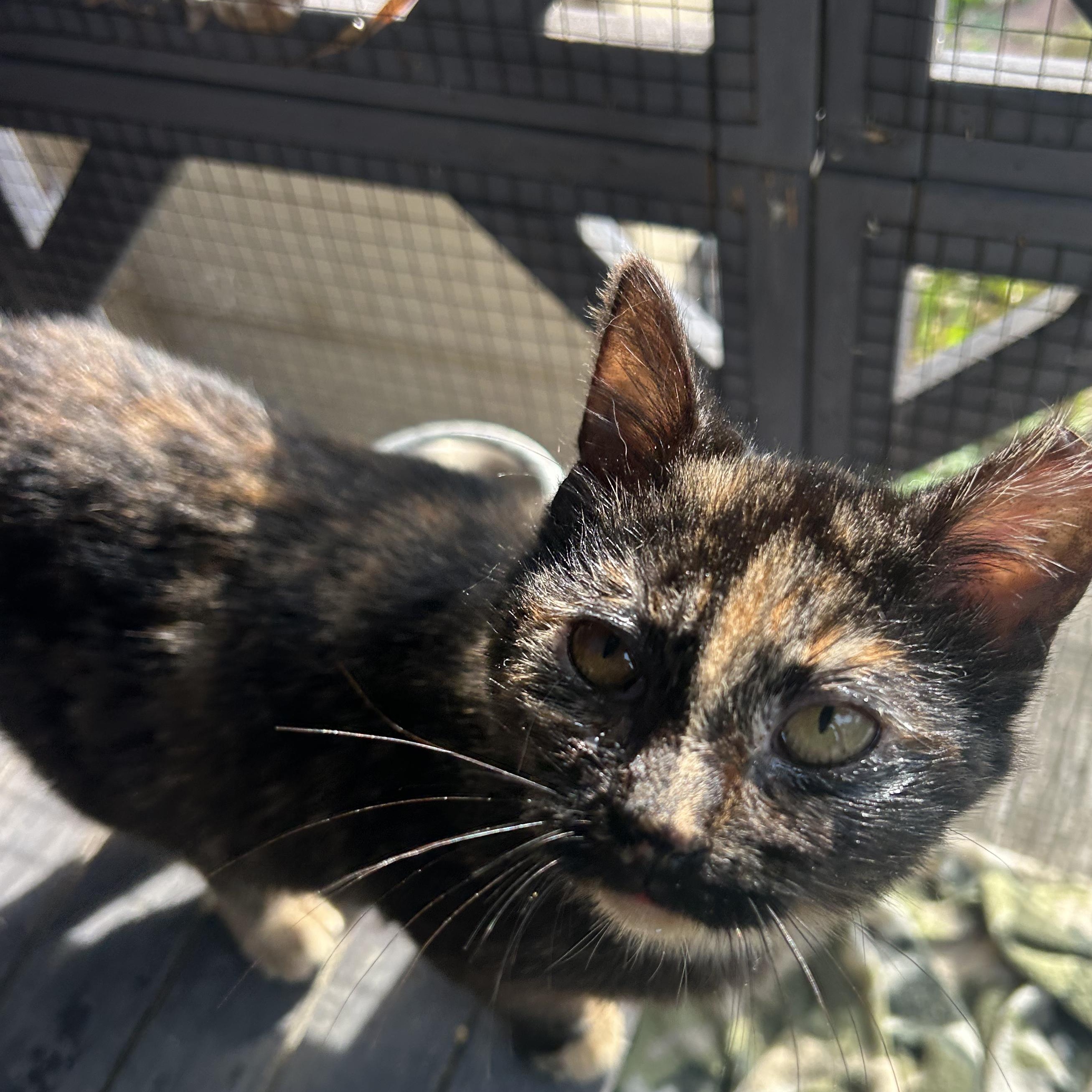 Enlarge Europa, a ADOPTABLE Domestic Short Hair in Fort Oglethorpe, GA image 5/5