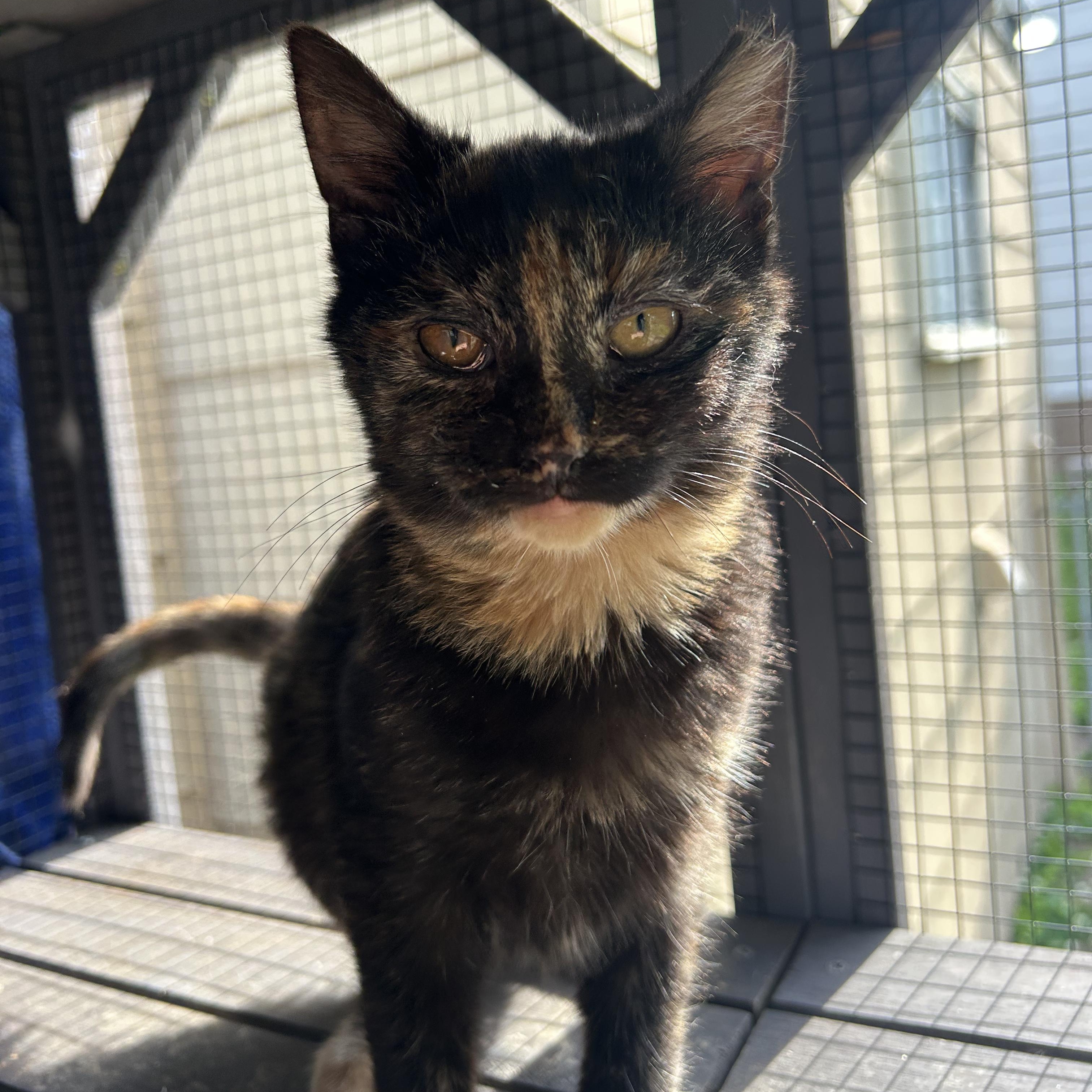 Enlarge Europa, a ADOPTABLE Domestic Short Hair in Fort Oglethorpe, GA image 3/5