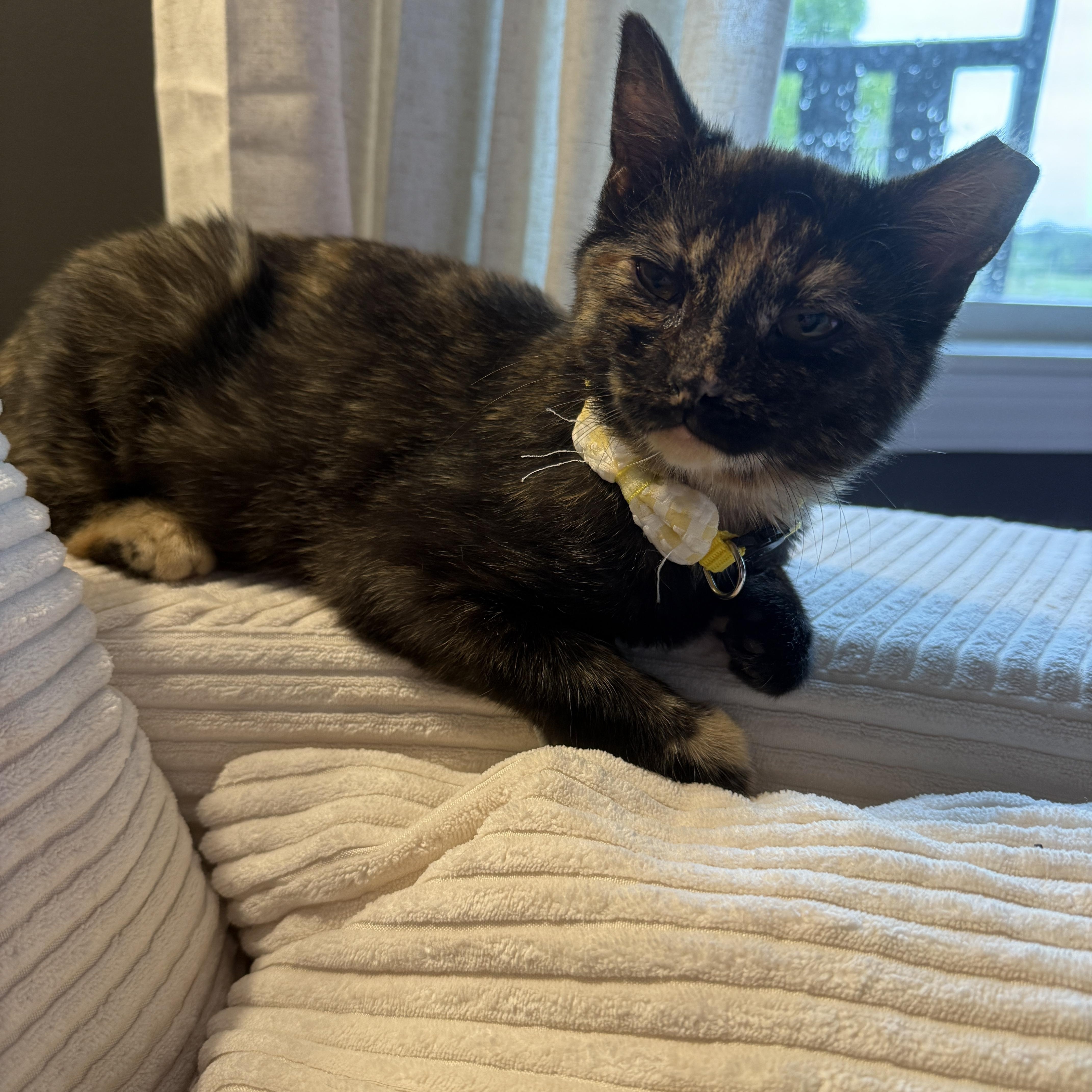 Enlarge Europa, a ADOPTABLE Domestic Short Hair in Fort Oglethorpe, GA image 4/5
