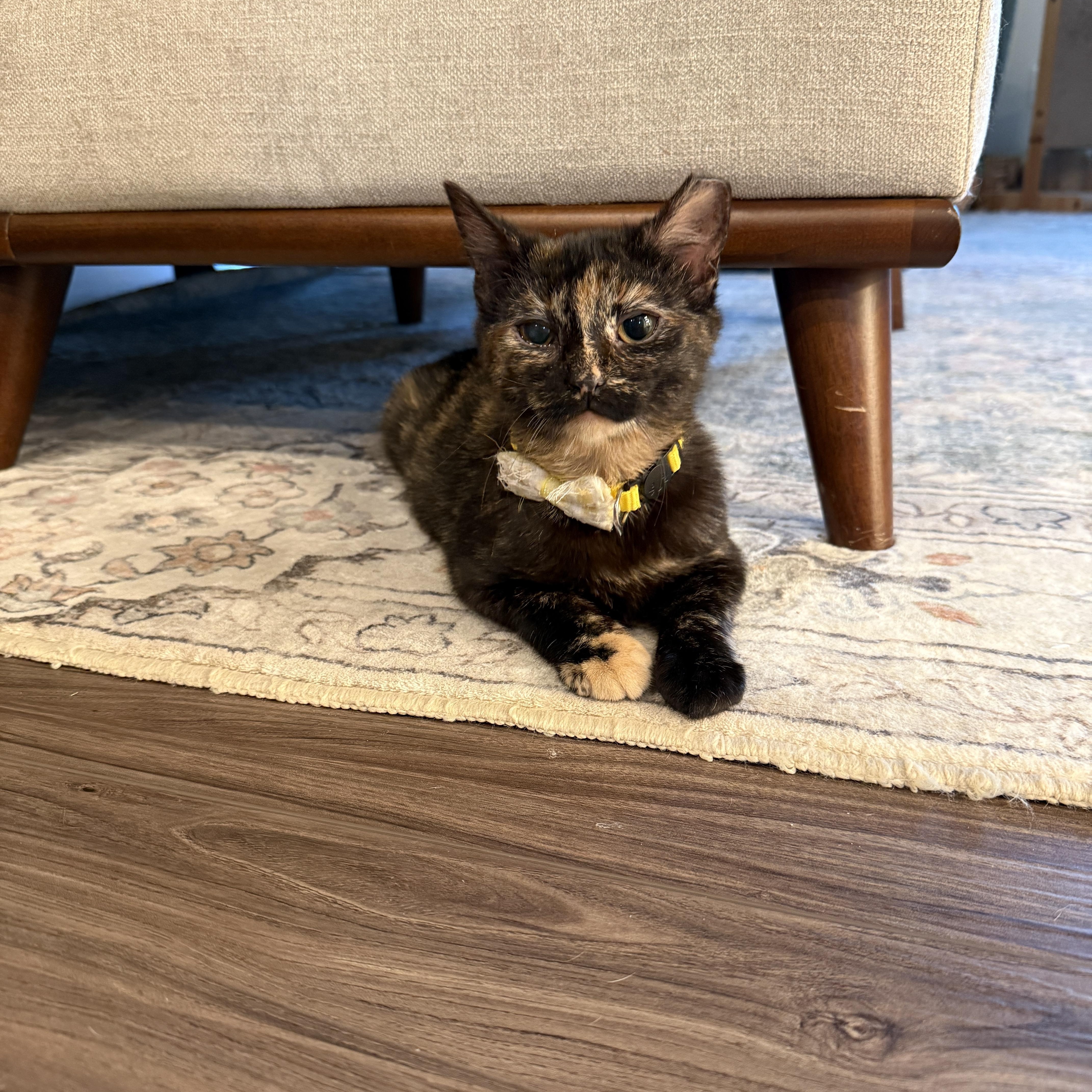 Enlarge Europa, a ADOPTABLE Domestic Short Hair in Fort Oglethorpe, GA image 2/5