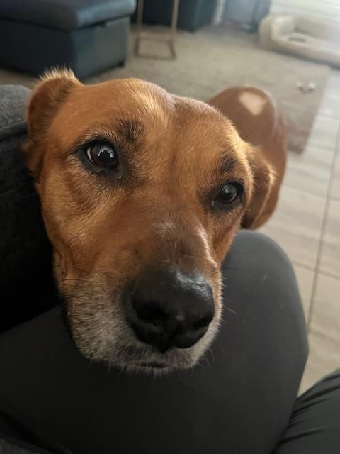 Enlarge Holly, a Adoptable mixed breed in Willingboro, NJ image 1/6