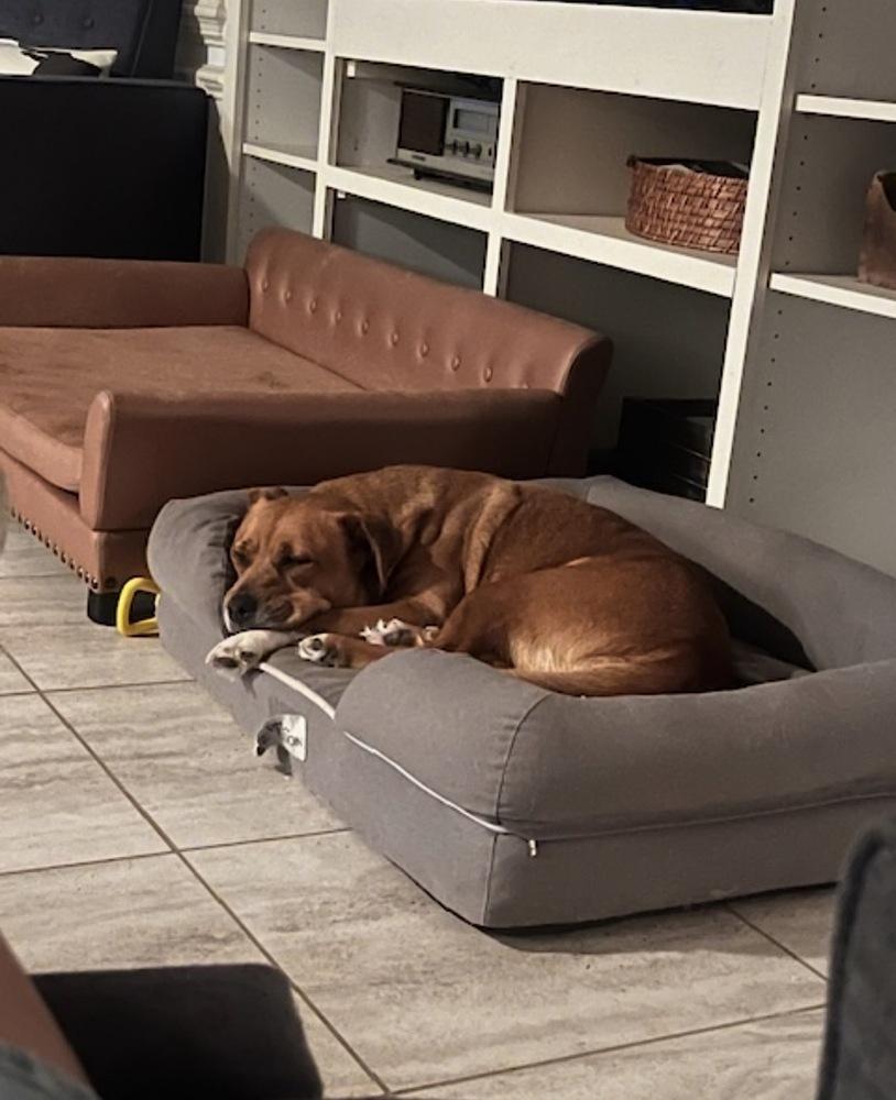 Enlarge Holly, a Adoptable mixed breed in Willingboro, NJ image 2/6