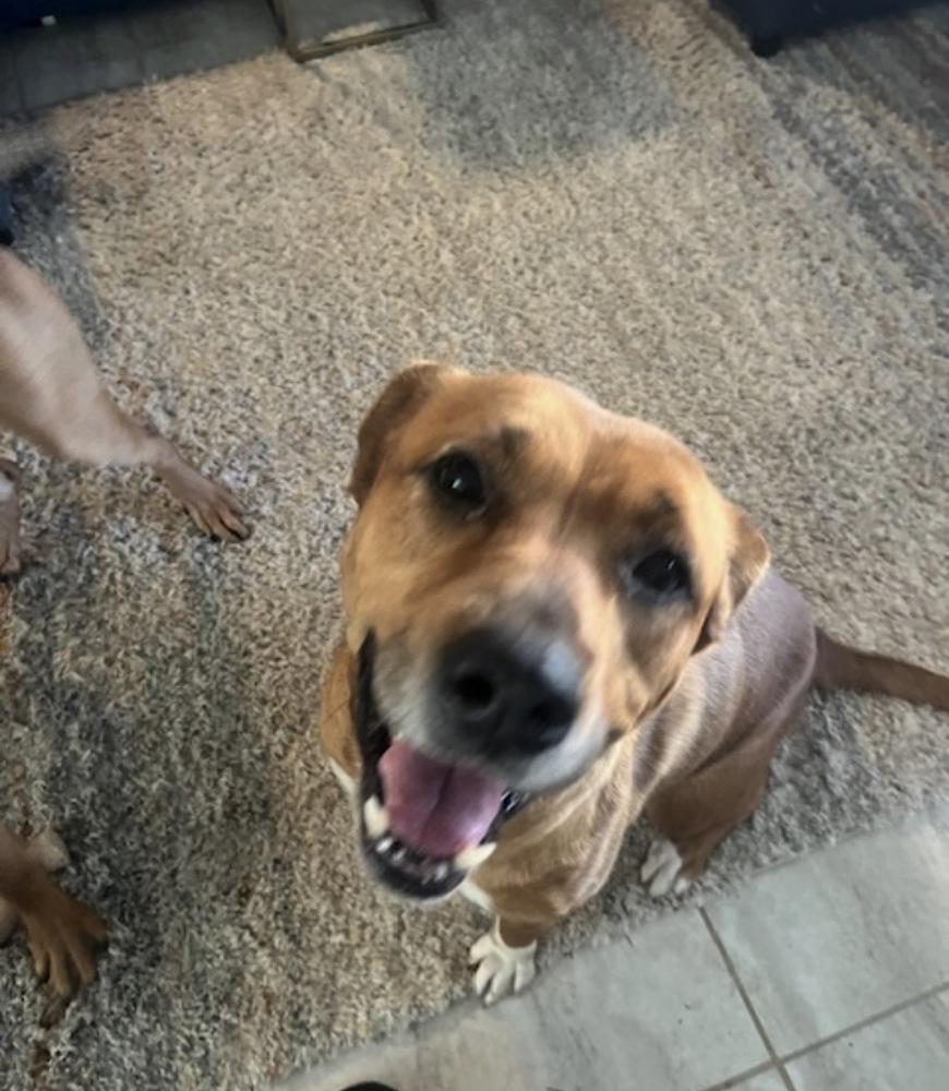 Enlarge Holly, a Adoptable mixed breed in Willingboro, NJ image 3/6