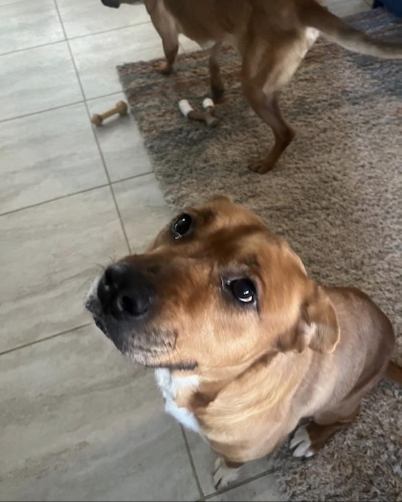 Enlarge Holly, a Adoptable mixed breed in Willingboro, NJ image 4/6