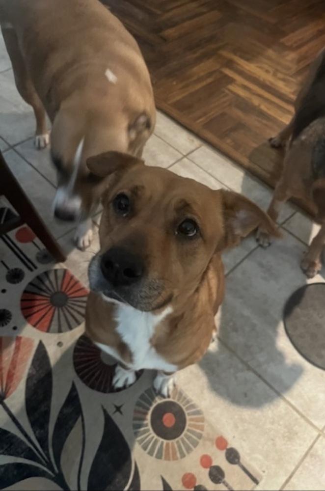 Enlarge Holly, a Adoptable mixed breed in Willingboro, NJ image 5/6