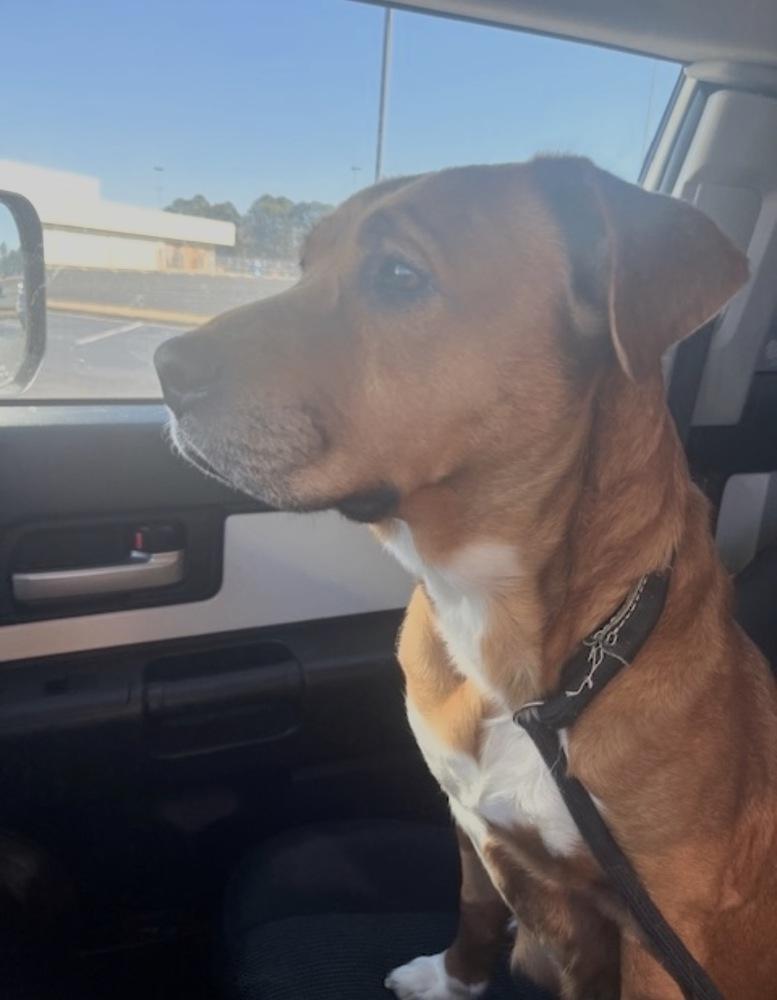 Enlarge Holly, a Adoptable mixed breed in Willingboro, NJ image 6/6