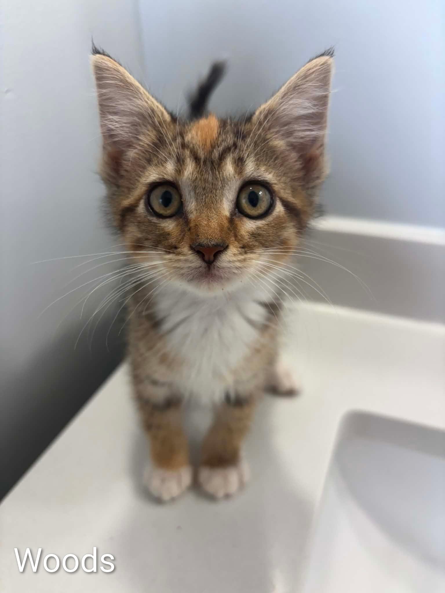 Woods, ADOPTABLE, Kitten Female Domestic Medium Hair.