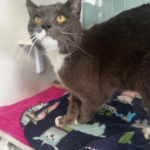 Enlarge Ranch, a ADOPTABLE Domestic Short Hair in Hutchinson, MN image 1/1