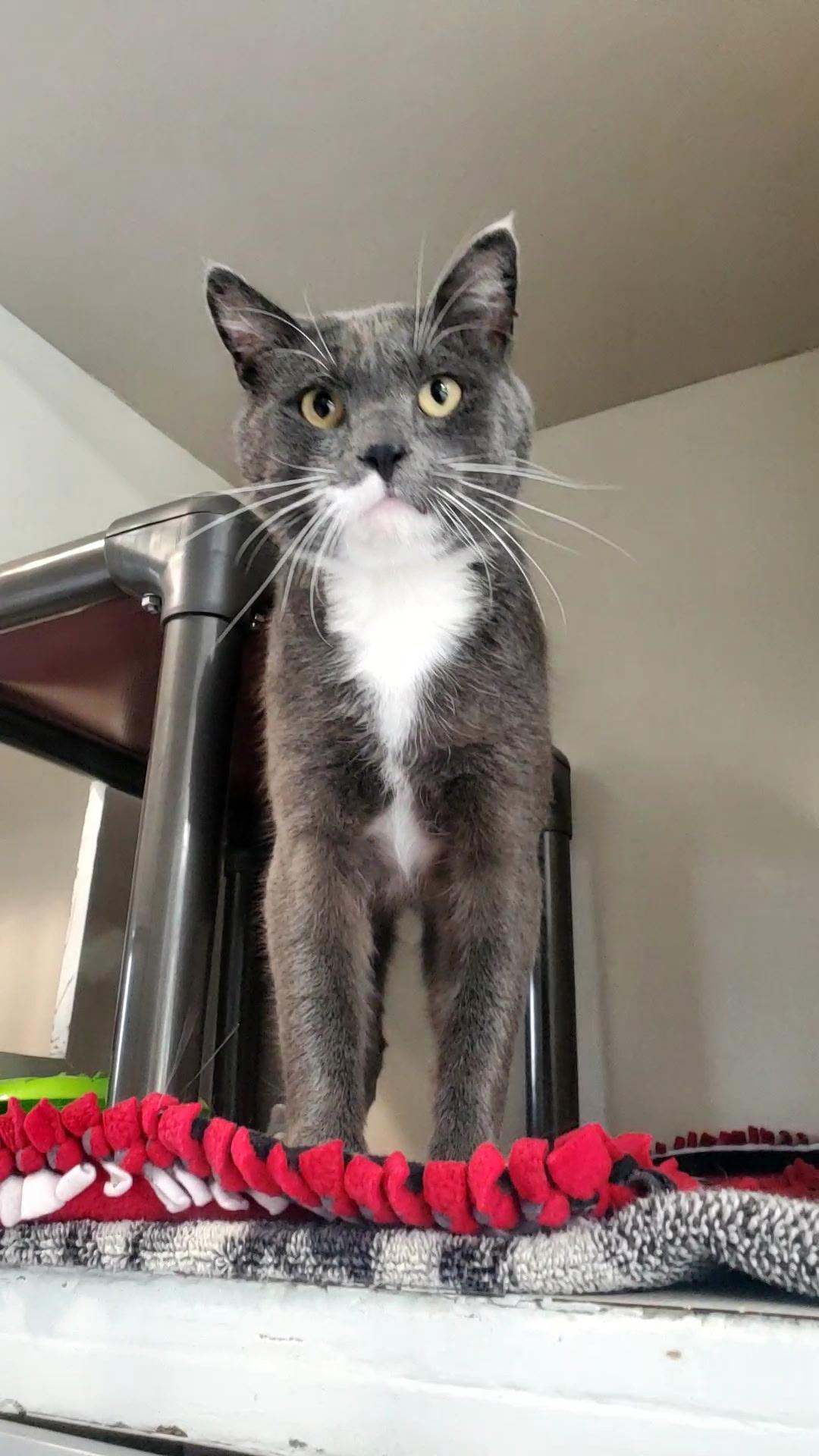 Ranch, a ADOPTABLE Domestic Short Hair in Hutchinson, MN image 1/2