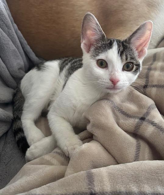 Wynn, a Adoptable Domestic Short Hair in Minneapolis, MN image 2/6