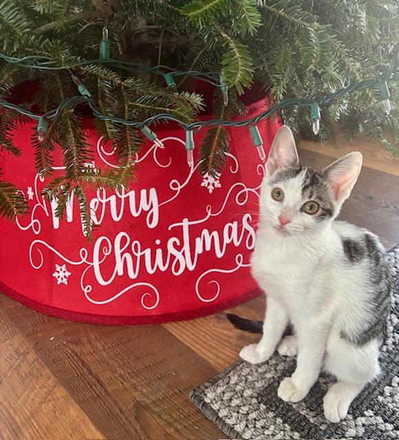 Wynn, a Adoptable Domestic Short Hair in Minneapolis, MN image 3/6