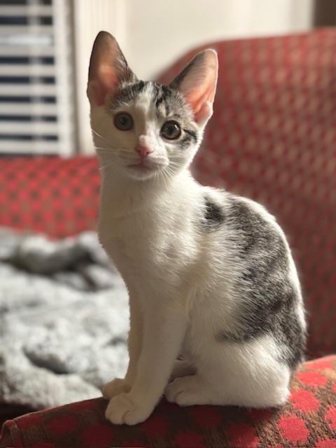 Wynn, a Adoptable Domestic Short Hair in Minneapolis, MN image 1/6