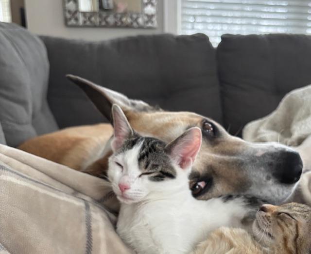 Wynn, a Adoptable Domestic Short Hair in Minneapolis, MN image 4/6