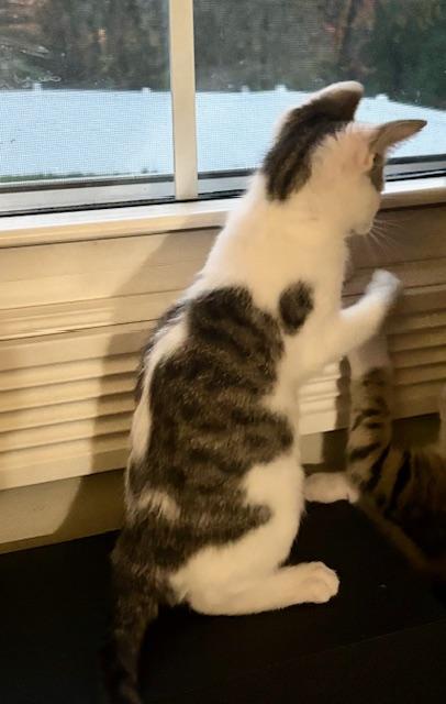 Wynn, a Adoptable Domestic Short Hair in Minneapolis, MN image 5/6