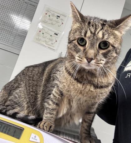 Enlarge Orion, a Adoptable Domestic Short Hair in Daytona Beach, FL image 1/1