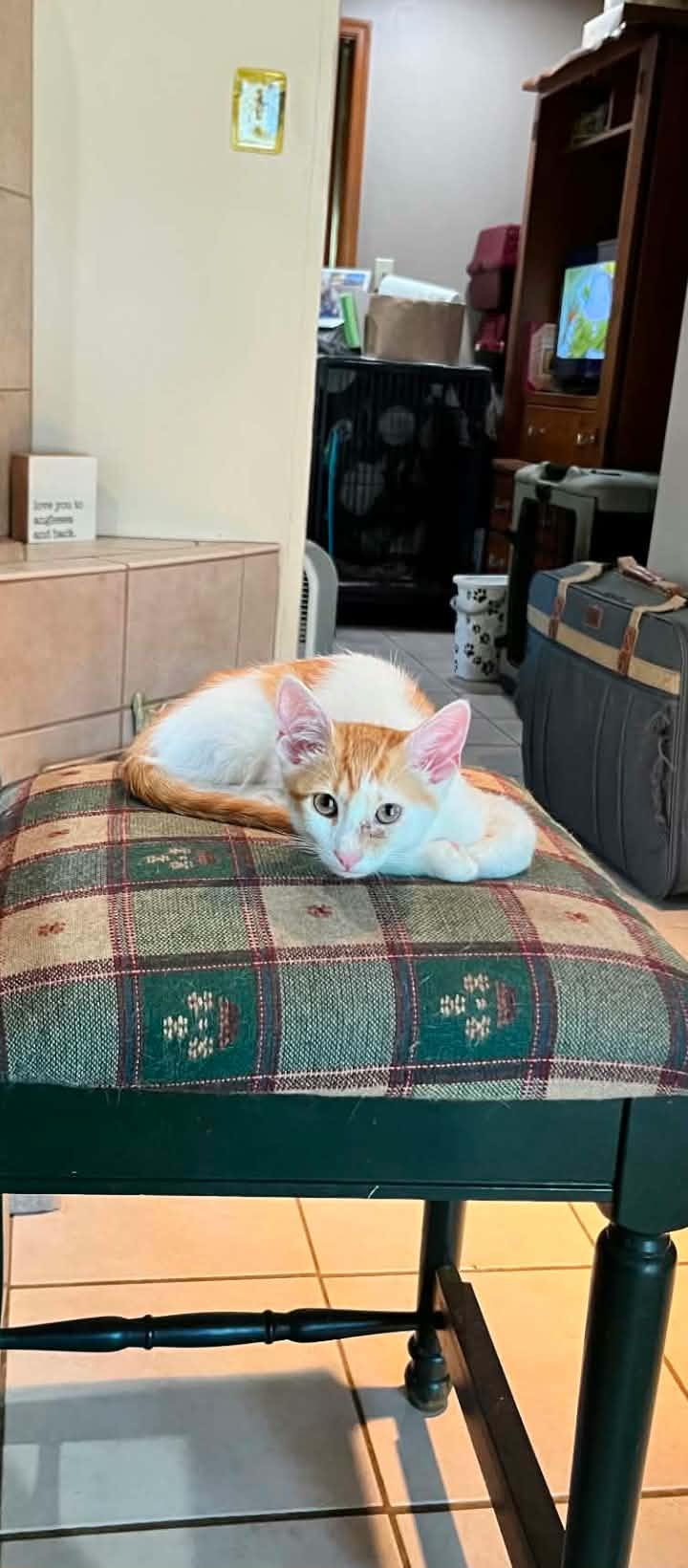 Franklin, ADOPTABLE, Kitten Male Domestic Short Hair.