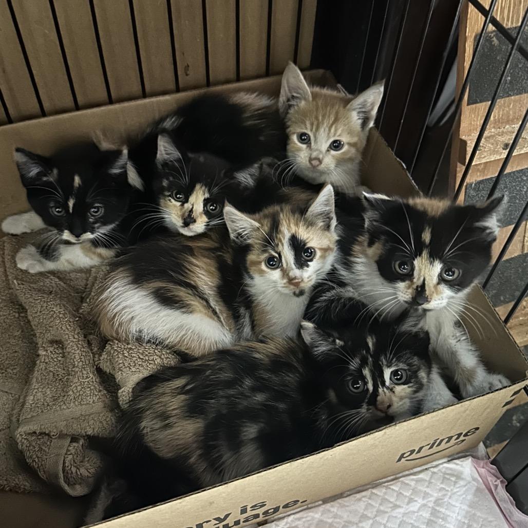 Enlarge Max, a Adoptable Domestic Short Hair in Miami, FL image 1/2