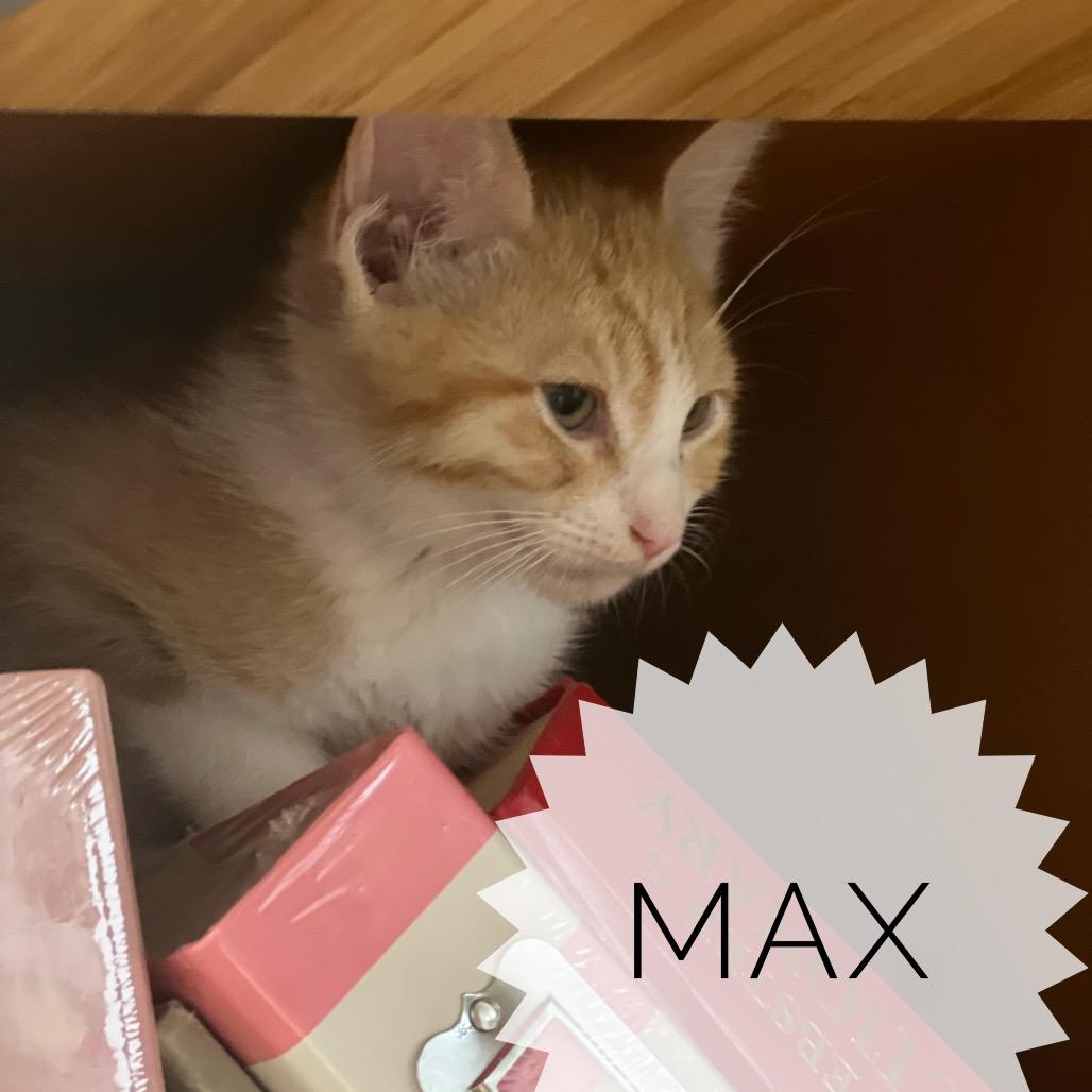 Enlarge Max, a Adoptable Domestic Short Hair in Miami, FL image 2/2