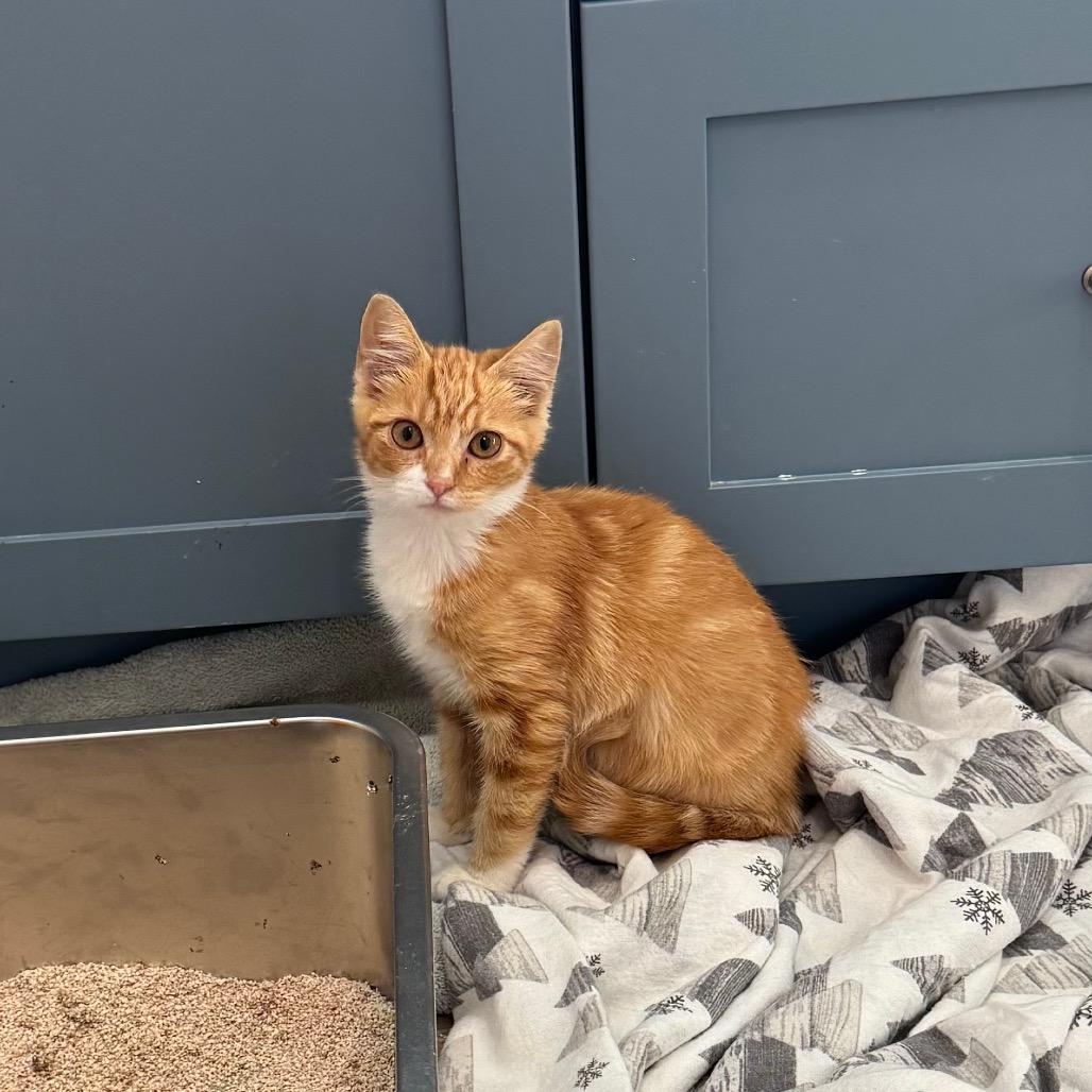 Declan, a Adoptable Domestic Short Hair in Washougal, WA image 1/3