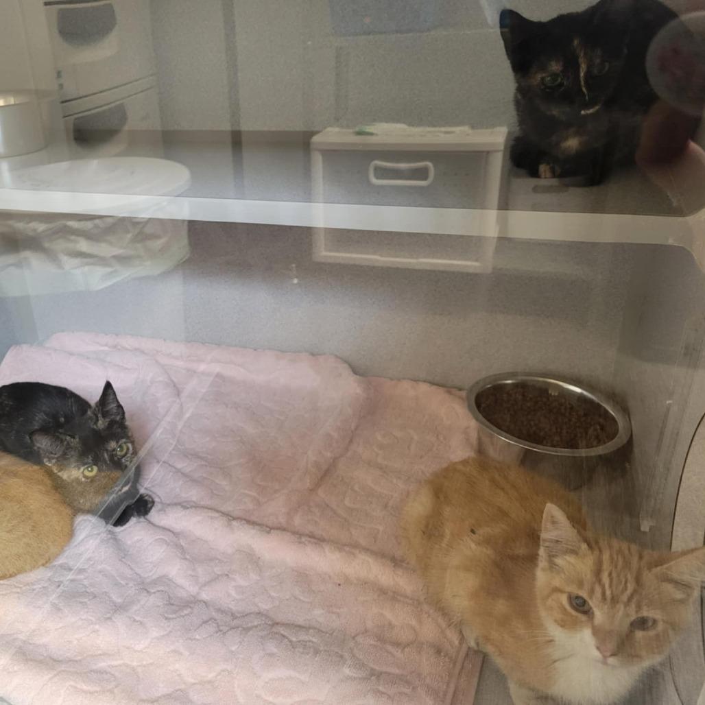 Declan, a Adoptable Domestic Short Hair in Washougal, WA image 2/3