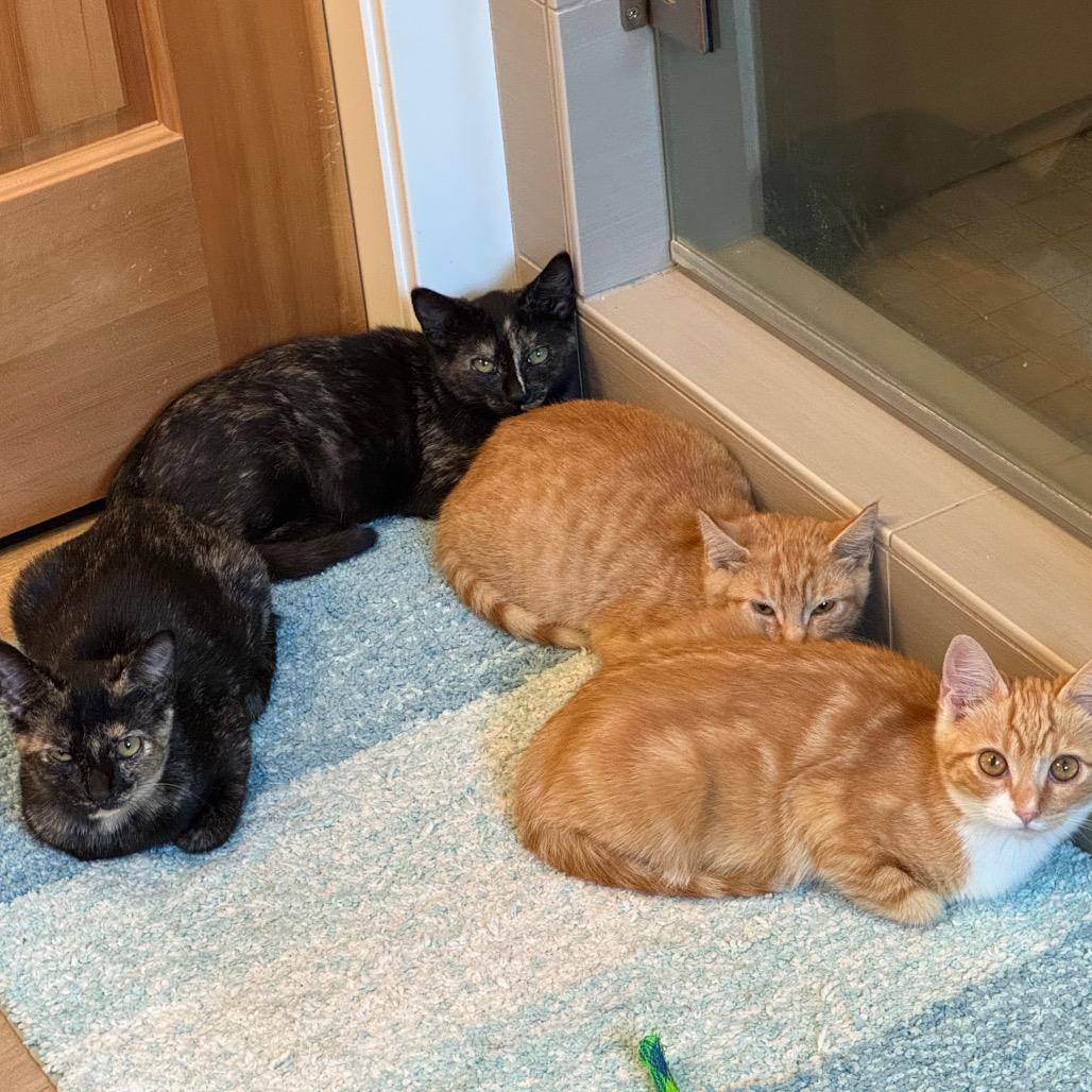 Declan, a Adoptable Domestic Short Hair in Washougal, WA image 3/3